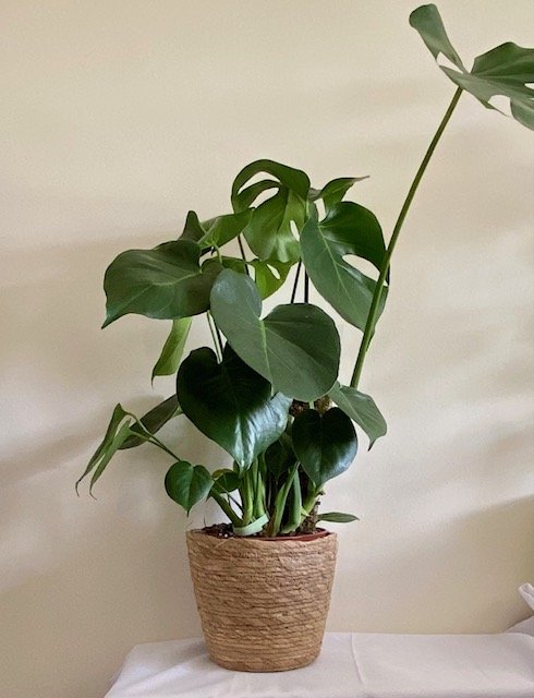 Monstera deliciosa