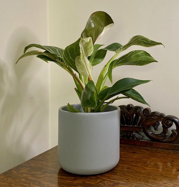 Philodendron birkin