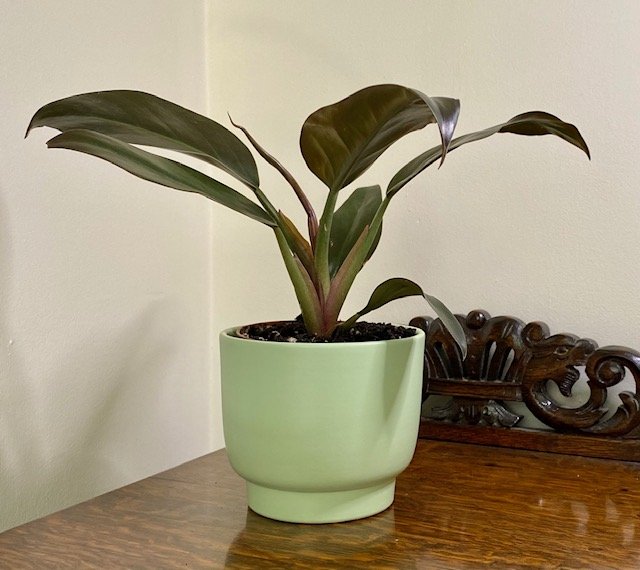 Philodendron 'Imperial Red'