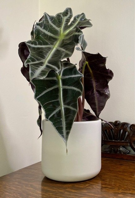 Alocasia amazonica 'Polly'