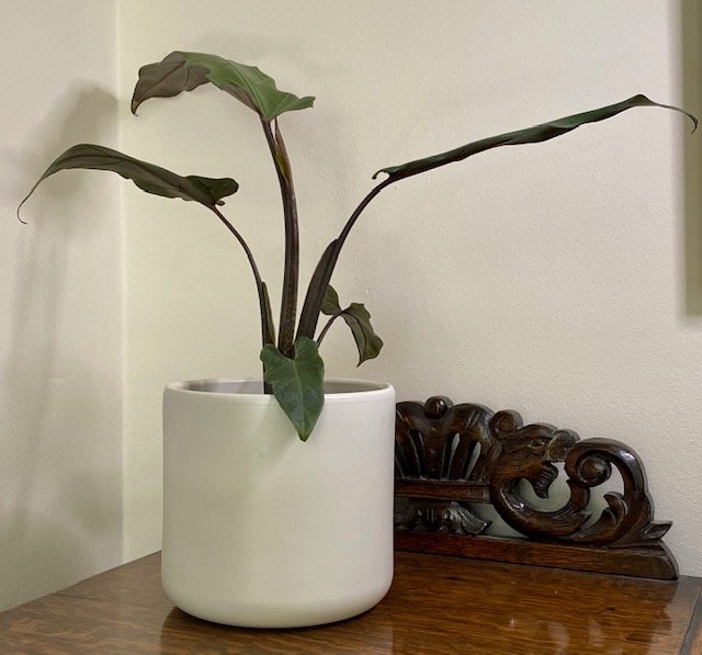 Alocasia lauterbachiana