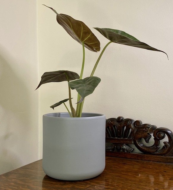 Alocasia wentii