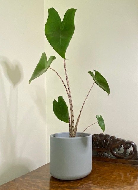 Alocasia zebrina