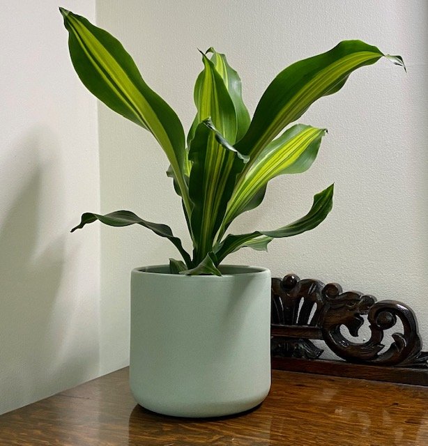 Dracena fragrans 'Burley'