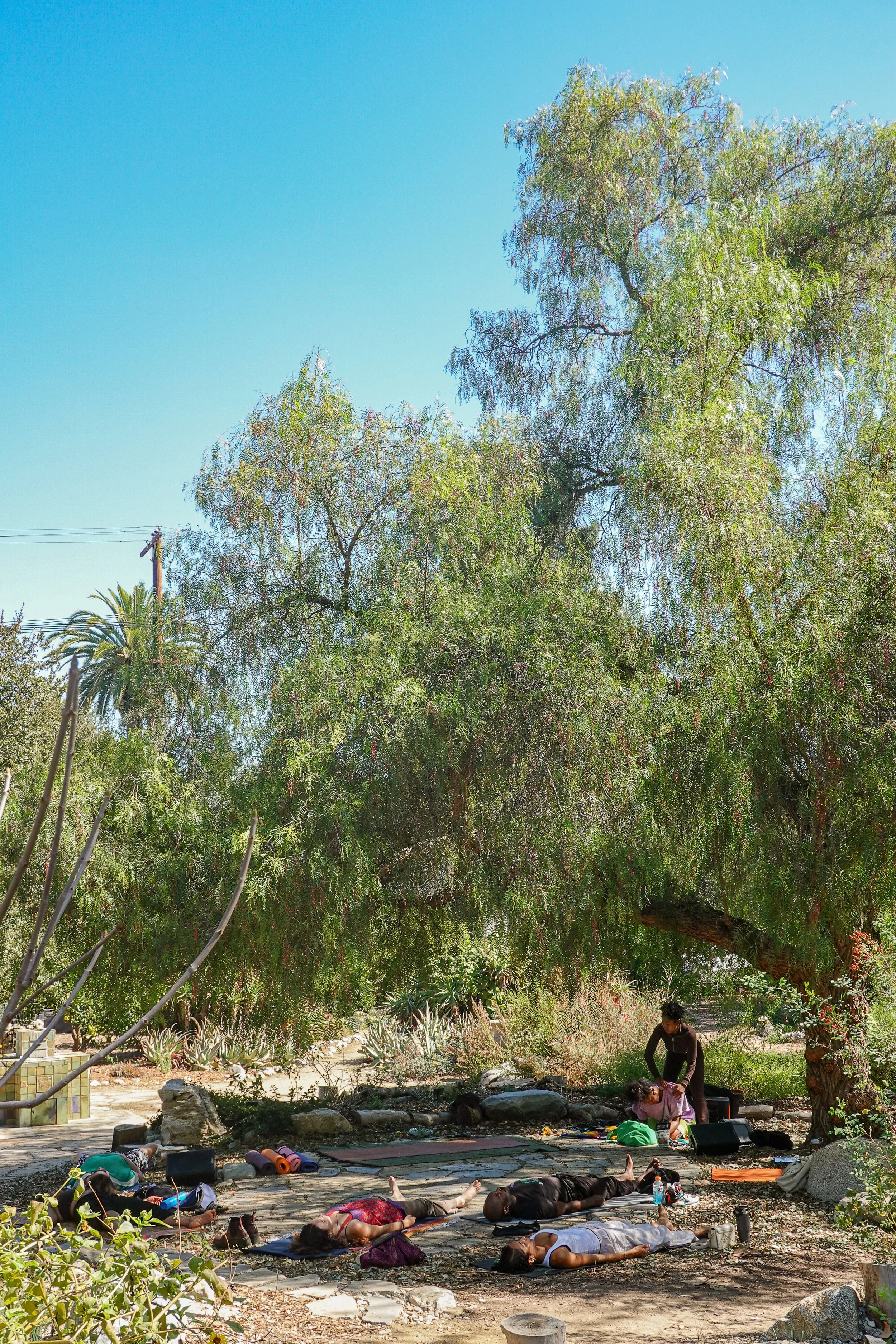 A group of people practicing outdoor yoga or meditation beneath a large leafy tree in a natural setting on a sunny day.