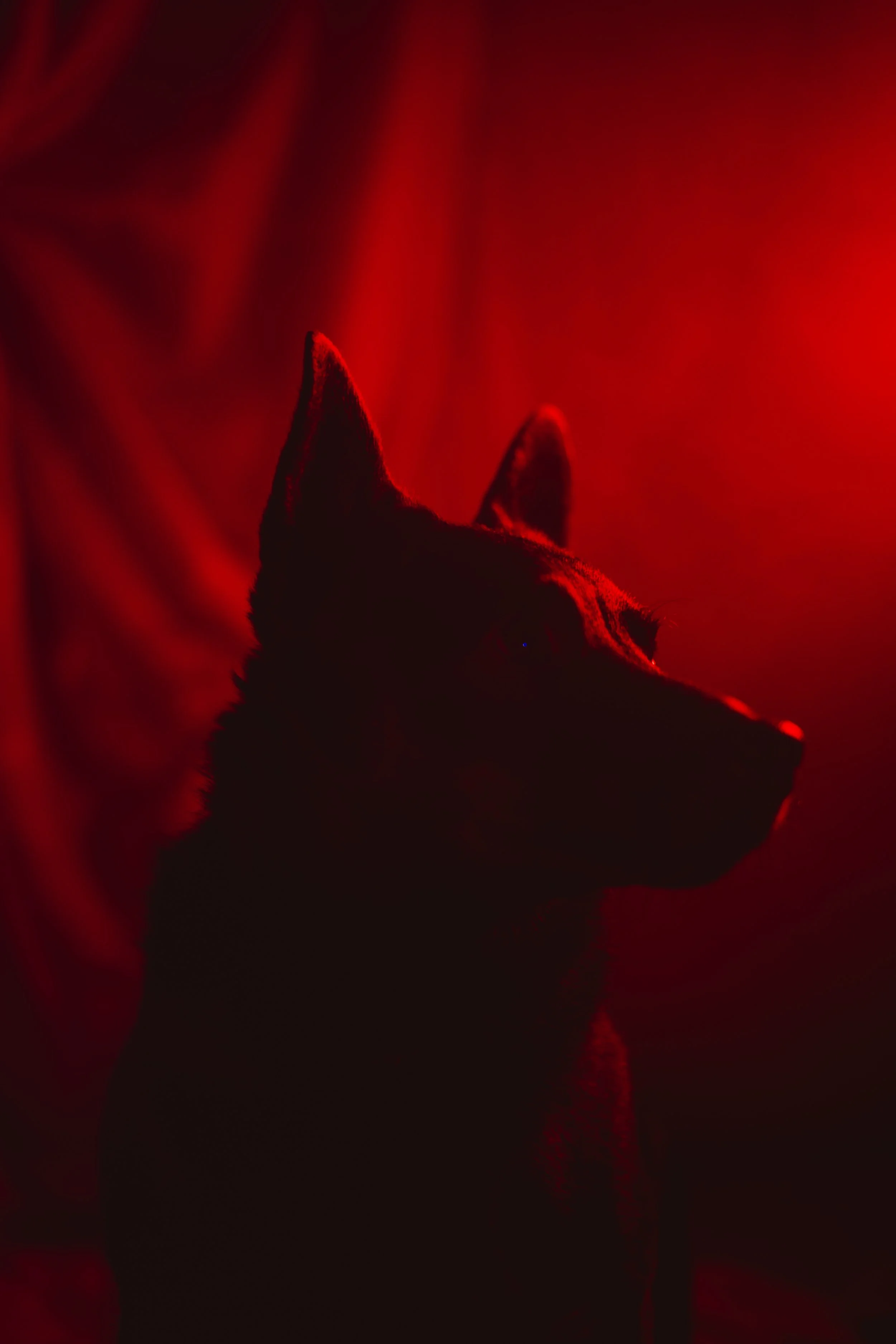 Silhouette of a dog against a red background, with shadows and highlights emphasizing its pointed ears and elongated snout.