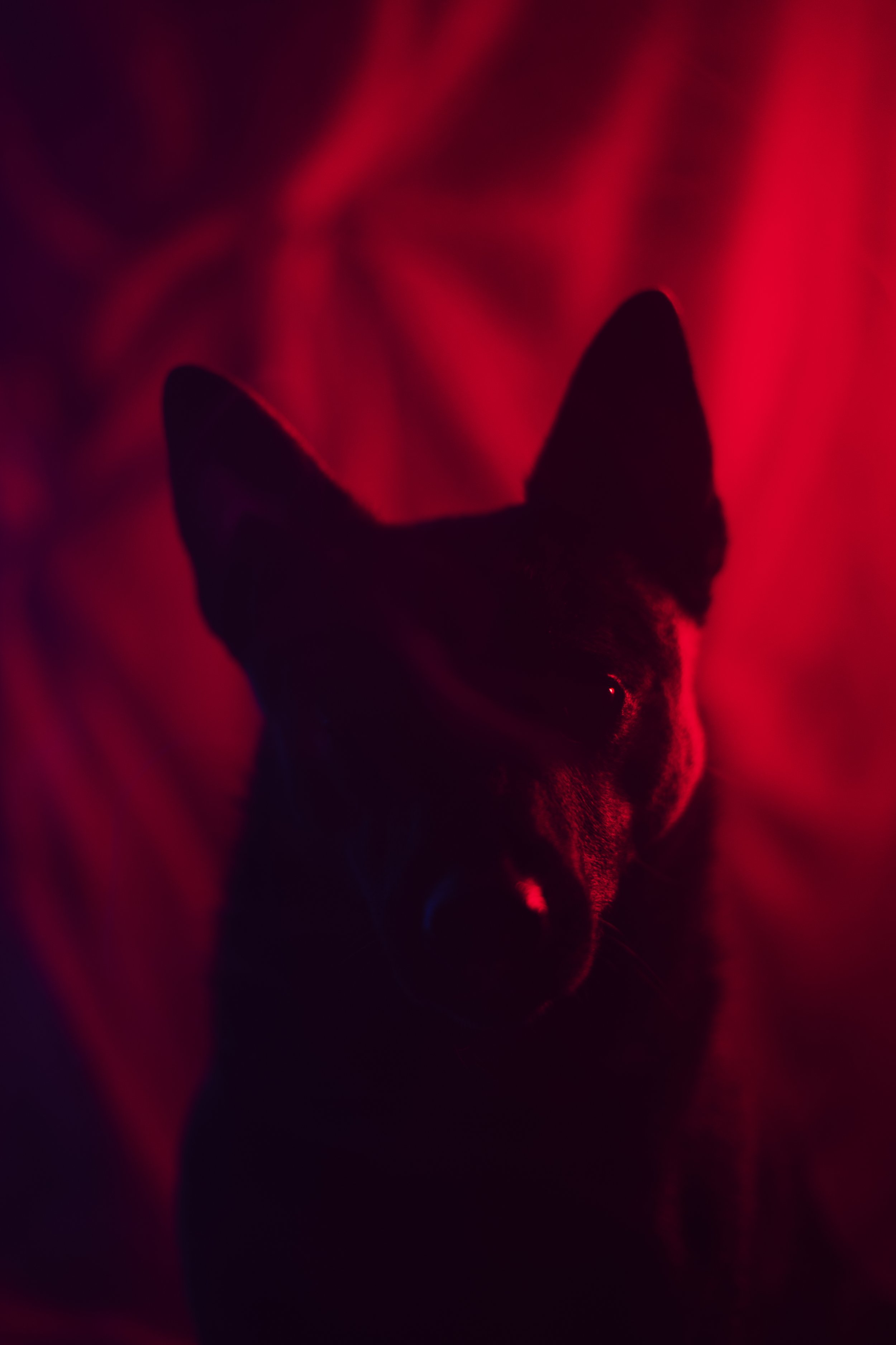 Dark silhouette of a dog with pointed ears against a red and black background.