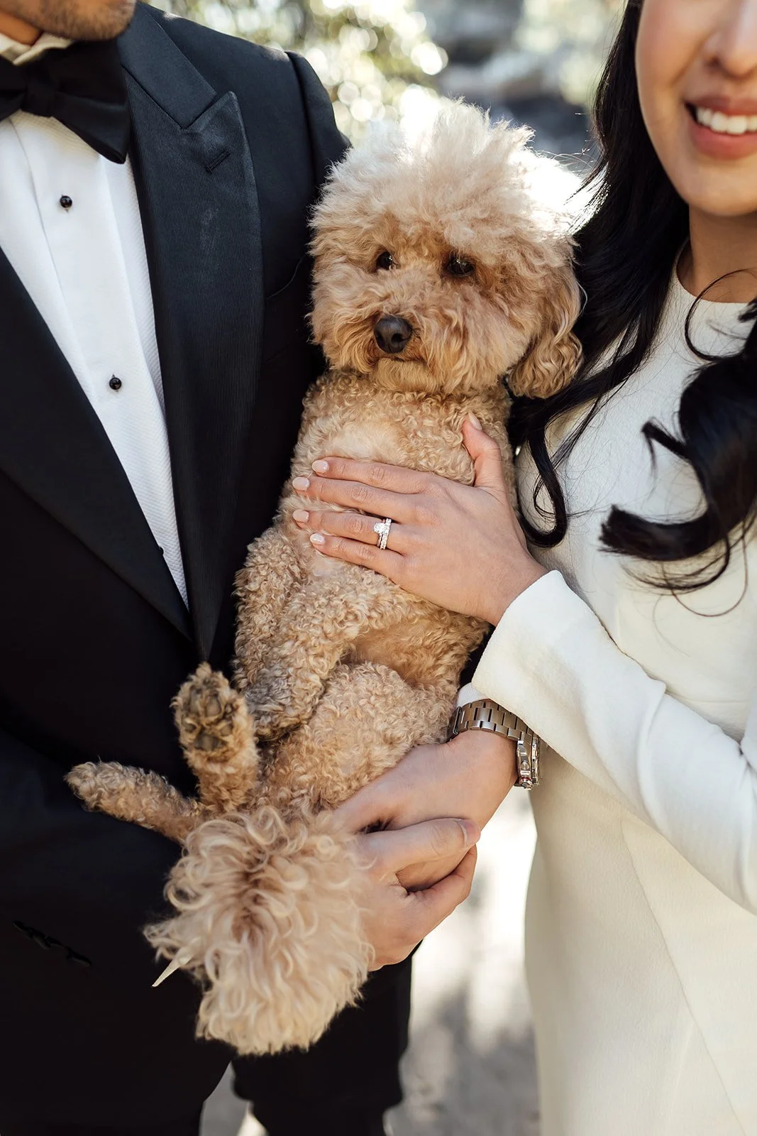 Toy poodle at a wedding on Sydney Harbour