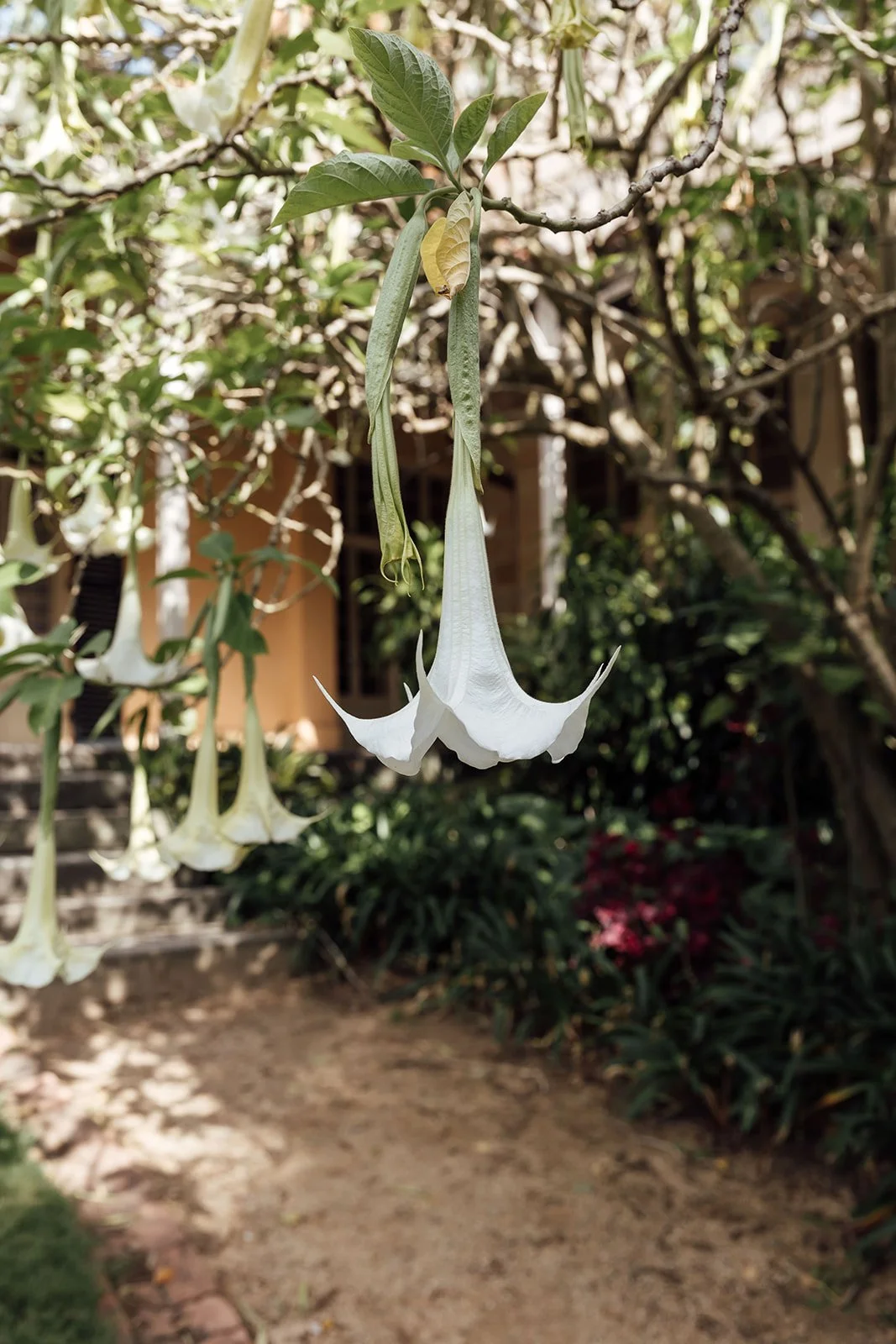 Sonja_Cenic_Wedding_Photography_Vaucluse_House_Sydney-0060.jpg