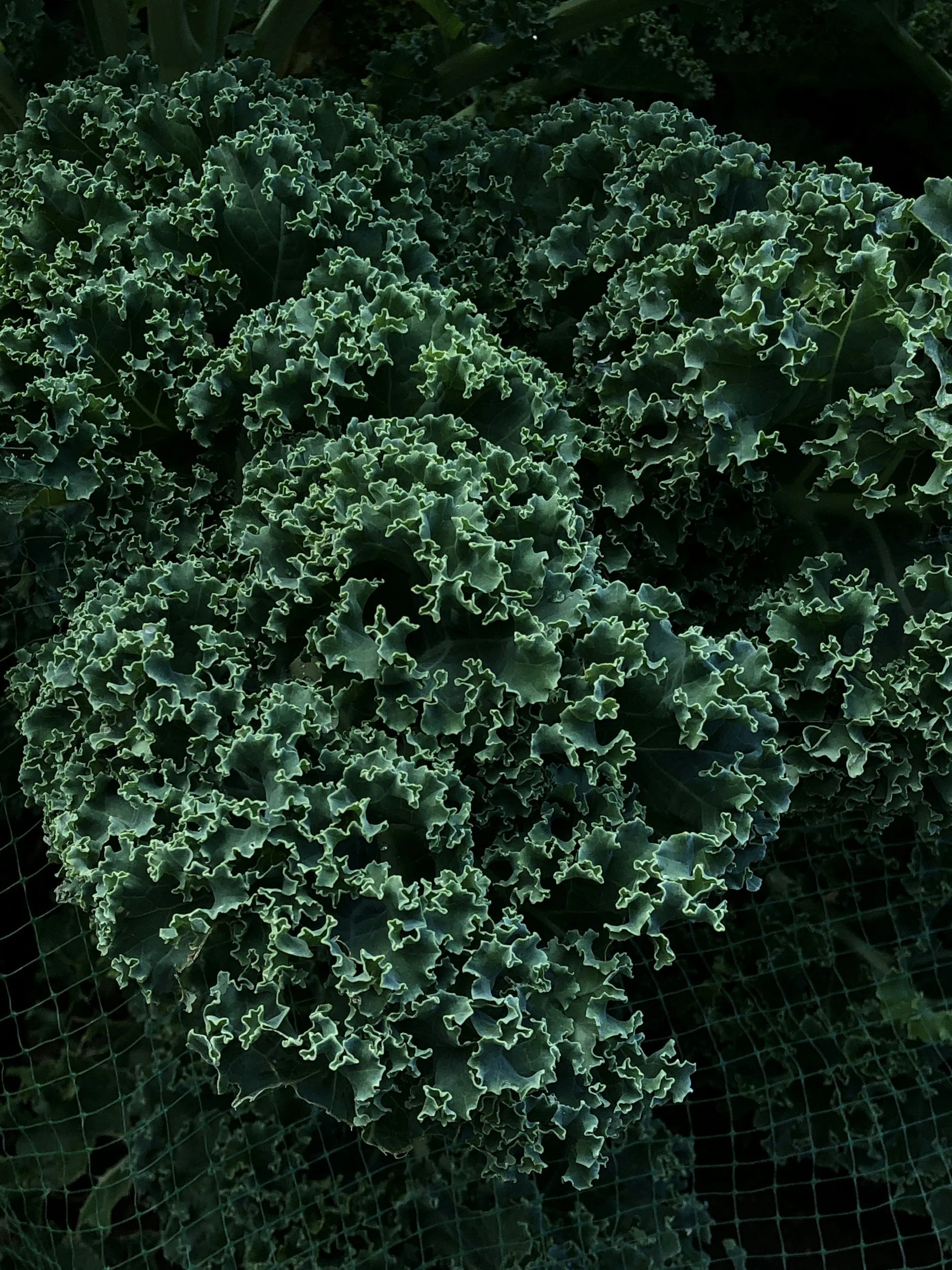 Kale Chips and Green Goddess Dip
