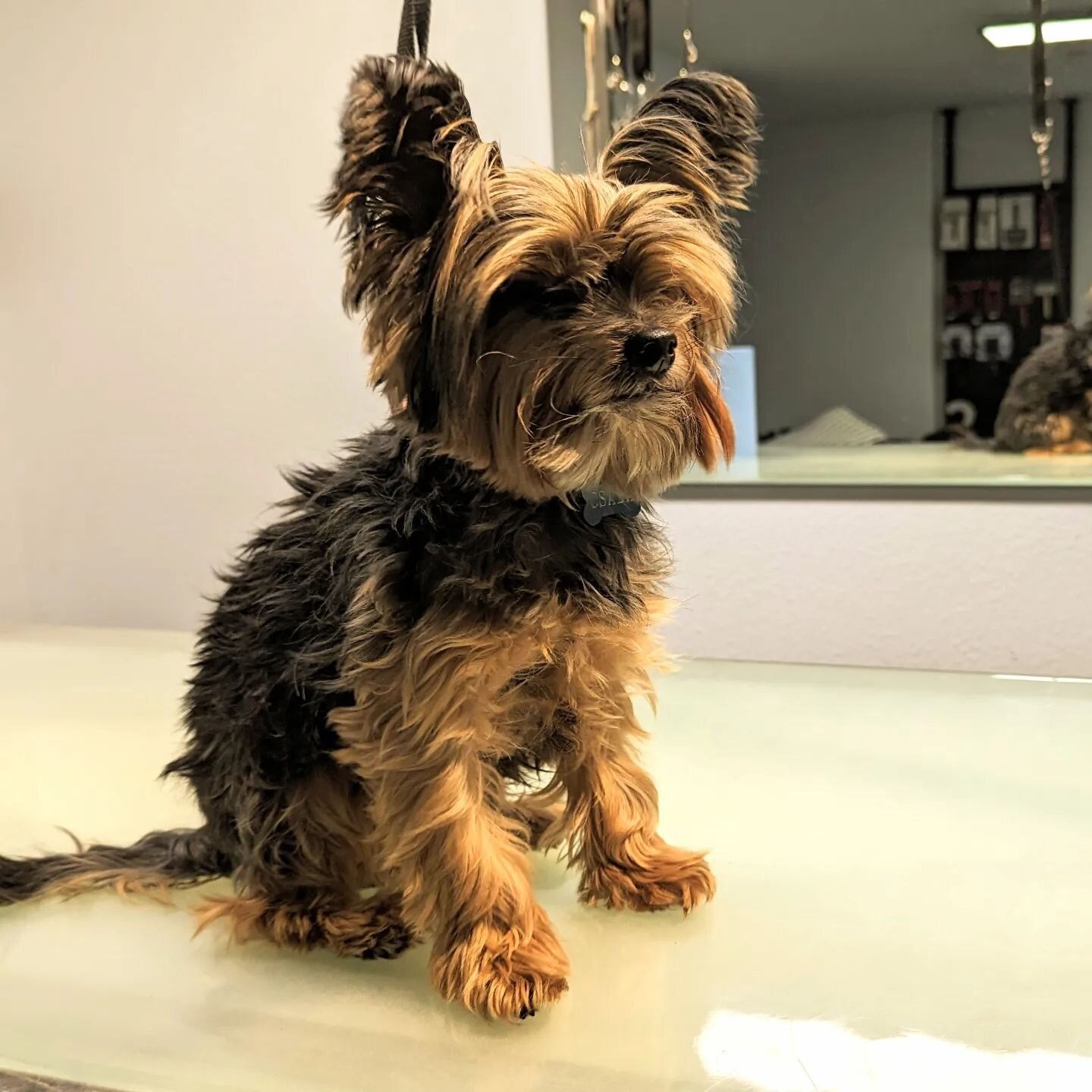 😍Csaba😍

#ledernasen#hundesalon #hundefriseur#hundepflege#hundeliebe #hundegrooming#doggrooming #doglover #ilovemyjob#ichliebewasichtue #hundeaufinstagram#ichliebehunde #yorkie #ichliebemeinenjob #ichliebemeinenhund #ichliebemeinekunden#adoptierens