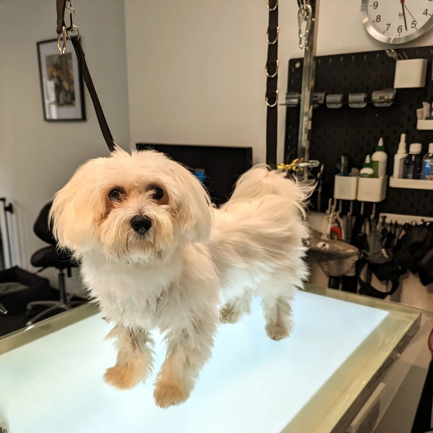 🥰Lola🥰
#ledernasen#hundesalon #hundefriseur#hundepflege#hundeliebe #hundegrooming#doggrooming #doglover #ilovemyjob#ichliebewasichtue #hundeaufinstagram#ichliebehunde #ichliebemeinenjob #ichliebemeinenhund#malteserliebe #malteser #ichliebemeinekund