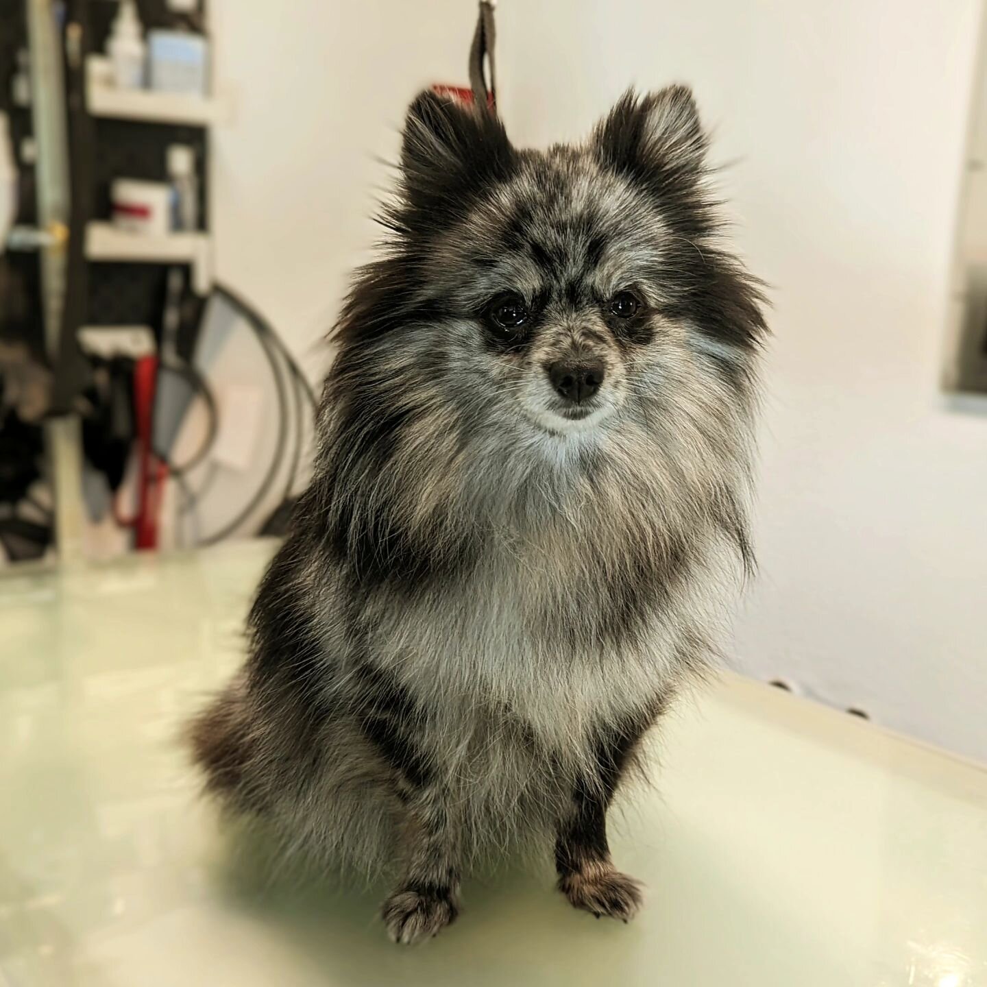 🥰 Bambie 🥰
#ledernasen#hundesalon #hundefriseur#hundepflege#hundeliebe #hundegrooming#doggrooming #doglover #ilovemyjob#ichliebewasichtue #hundeaufinstagram#ichliebehunde #ichliebemeinenjob #ichliebemeinenhund#pomeranian#  #ichliebemeinekunden#adop