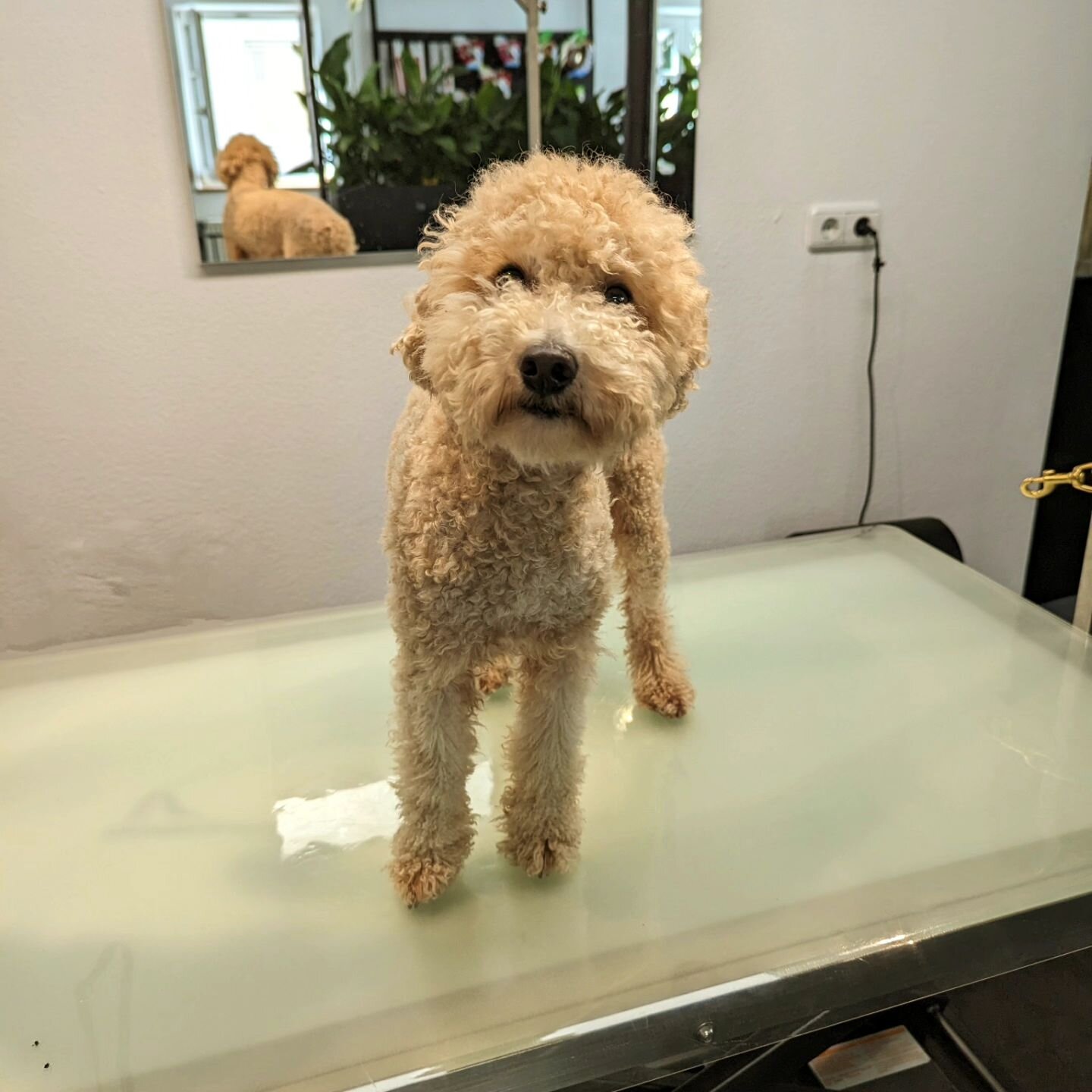 🥰Momo🥰

#ledernasen#hundesalon #hundefriseur#hundepflege #hundeliebe #hundegrooming#doggrooming #doglover #ilovemyjob#ichliebewasichtue #hundeaufinstagram#ichliebehunde #ichliebemeinenjob #ichliebemeinenhund#zwergpudel #pudelliebe #ichliebemeinekun