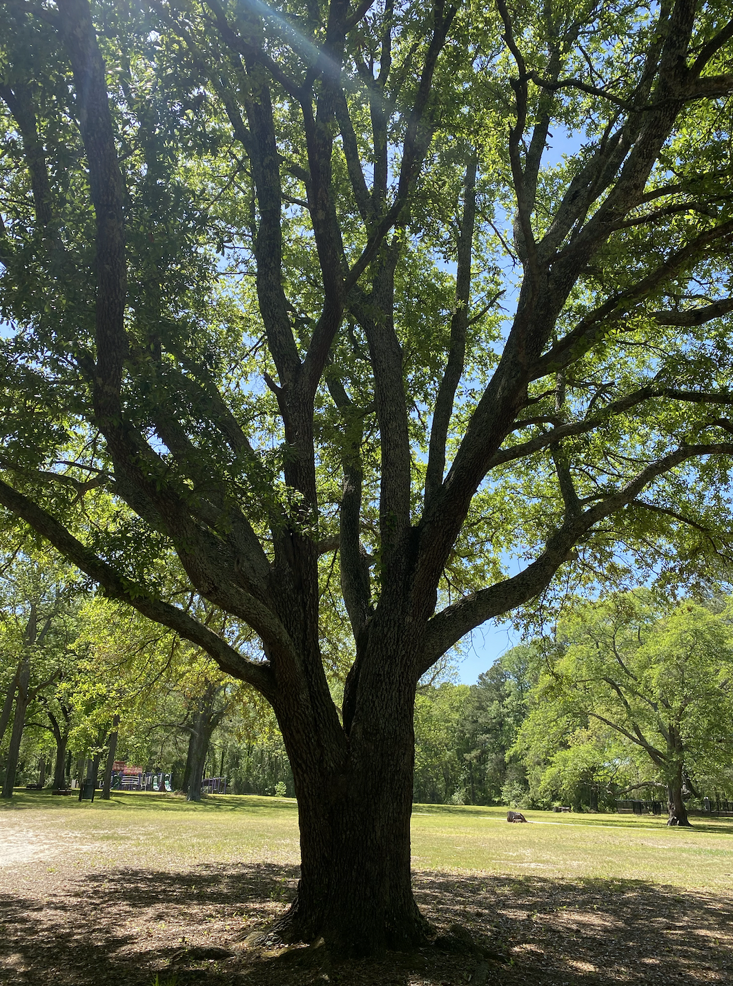 Screen Shot 2024-02-11 at 12.42.46 PM.png