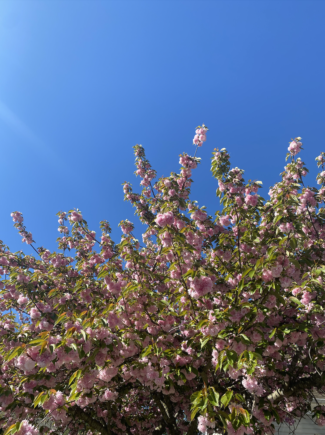 Screen Shot 2024-02-11 at 12.42.22 PM.png