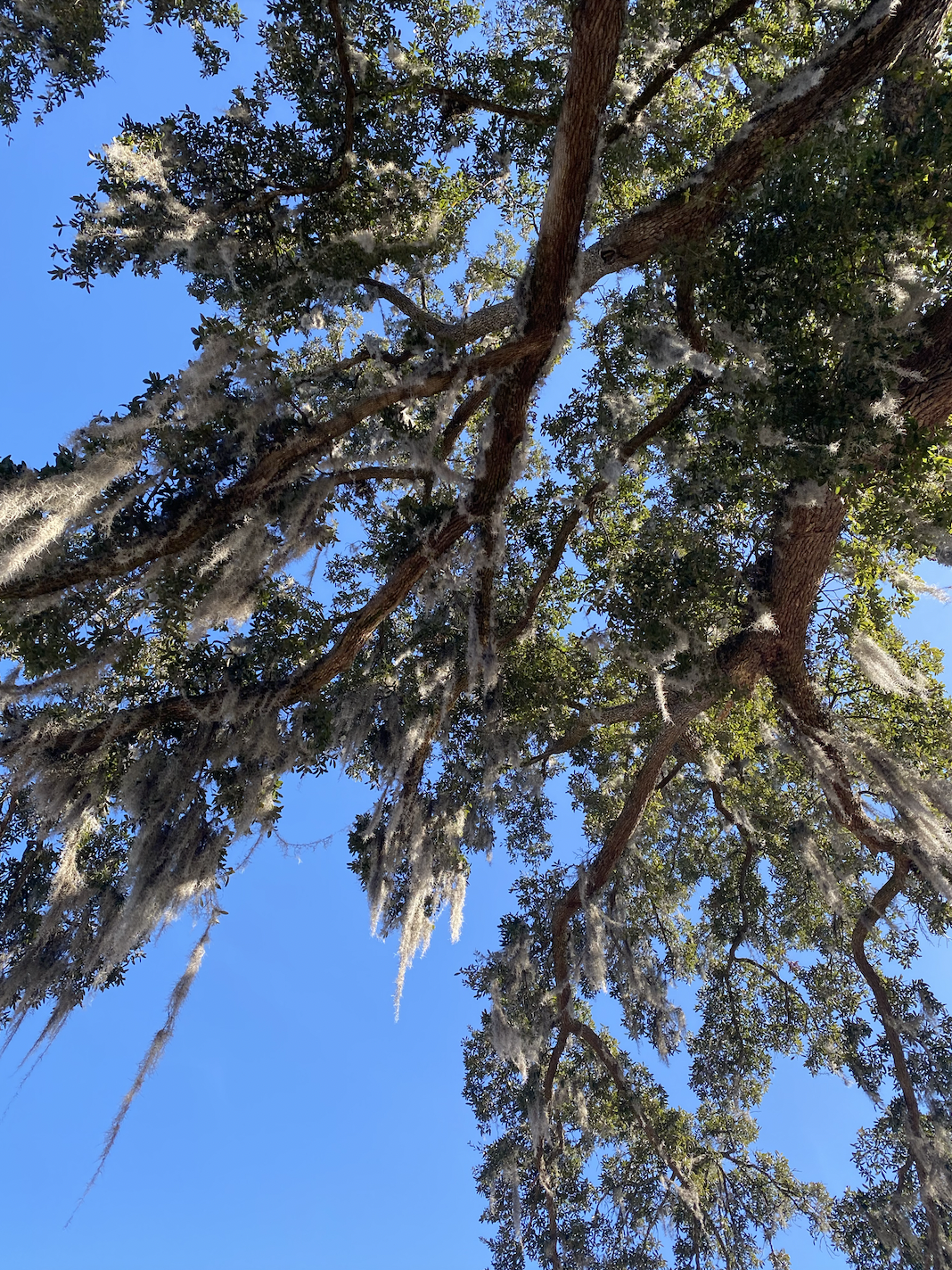 Screen Shot 2024-02-11 at 12.43.44 PM.png