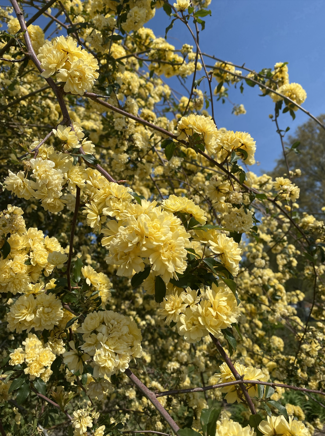 Screen Shot 2024-02-11 at 12.42.06 PM.png