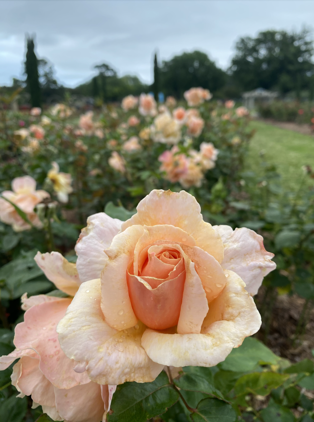 Screen Shot 2024-02-11 at 12.42.56 PM.png