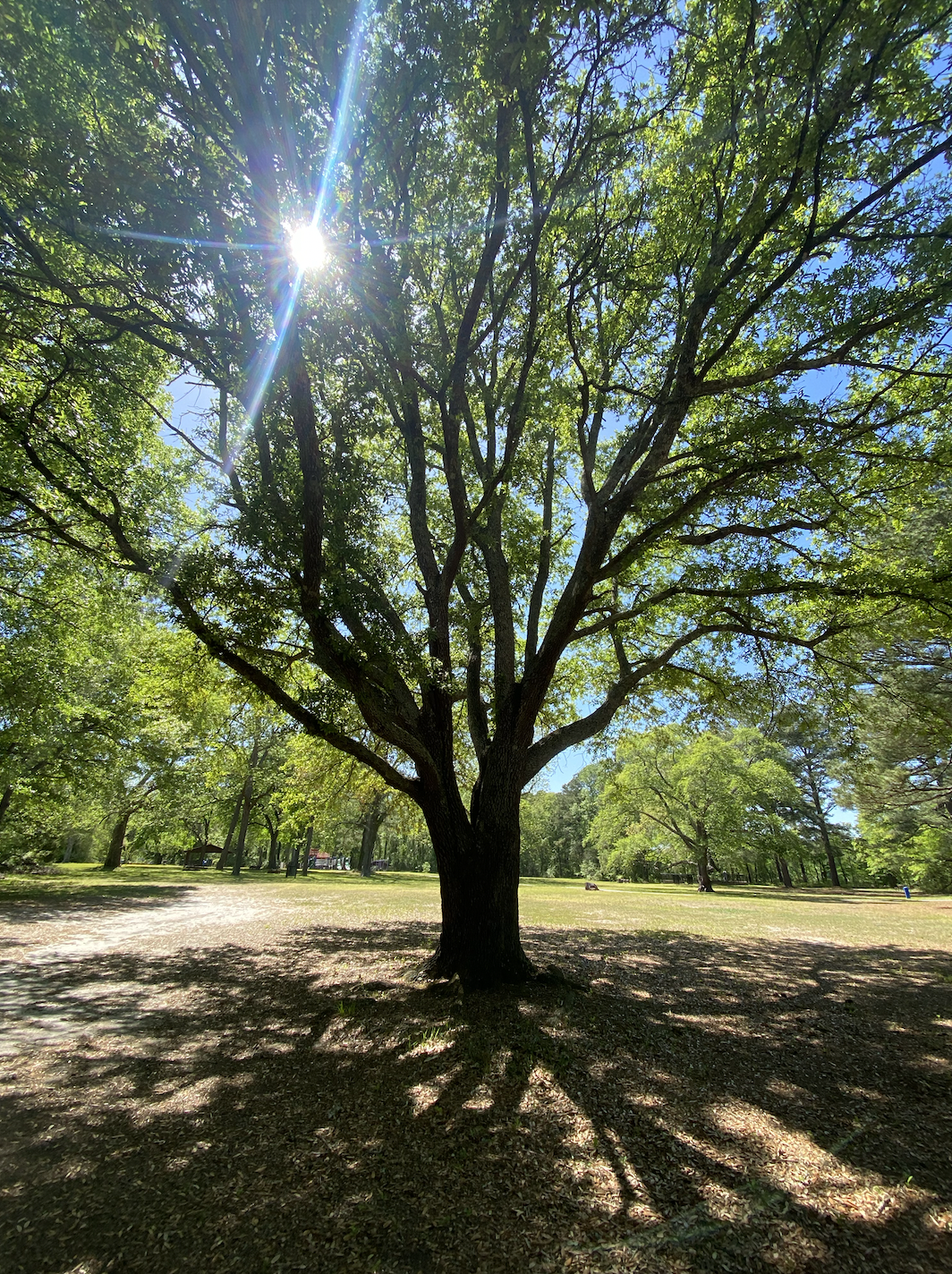 Screen Shot 2024-02-11 at 12.42.37 PM.png