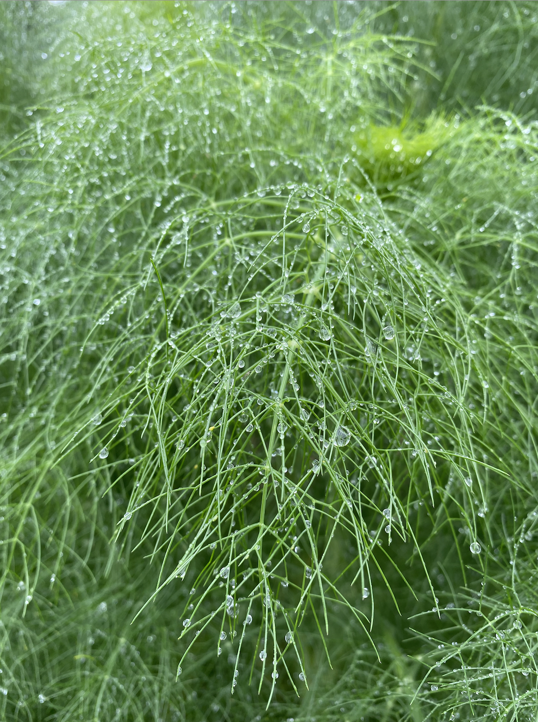 Screen Shot 2024-02-11 at 12.40.20 PM.png