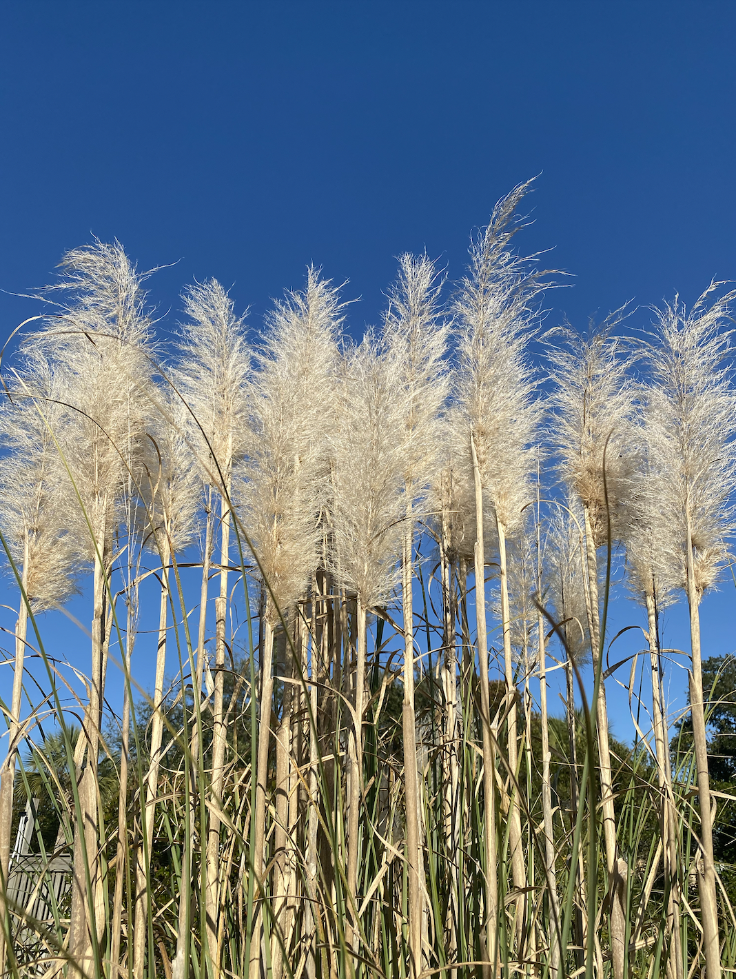 Screen Shot 2024-02-11 at 12.43.18 PM.png