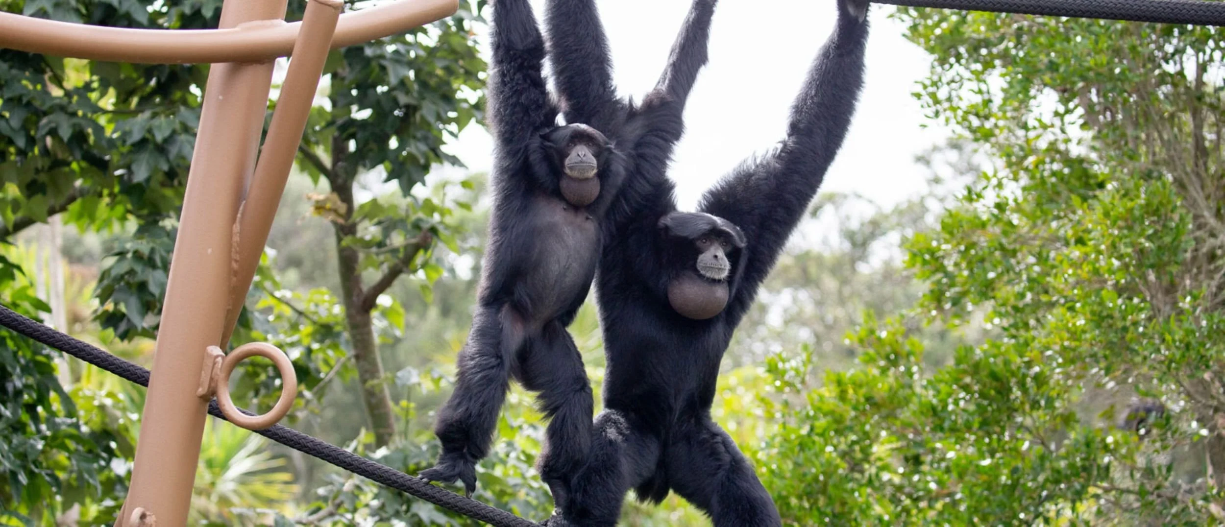 Zoo Team Trip - Paikea (Year 4 and 5)