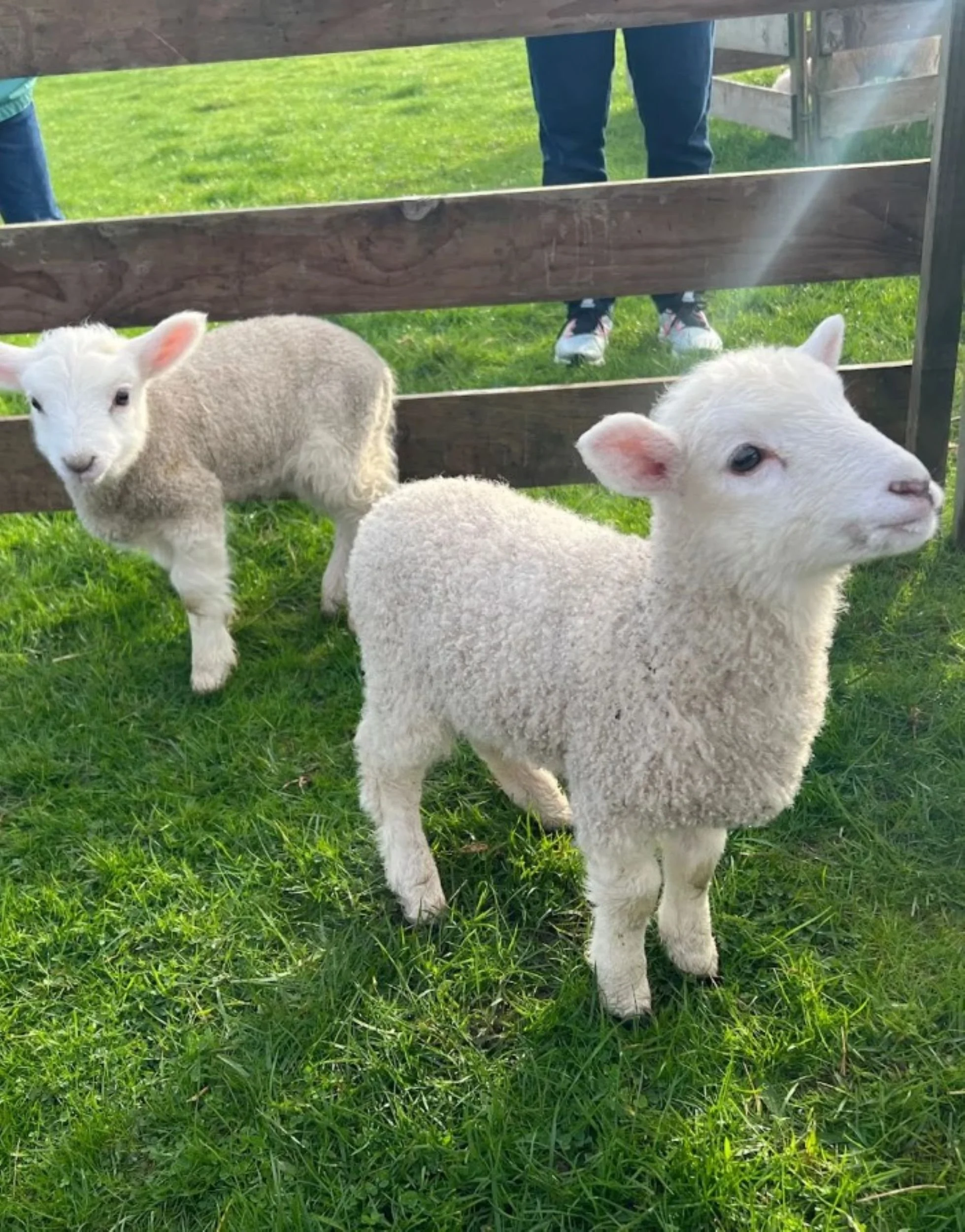 Ambury Park Farm Trip - Rms 1, 3, 4, 5