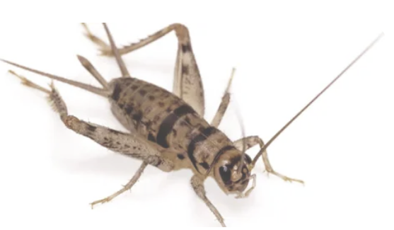 Crickets 25-pack