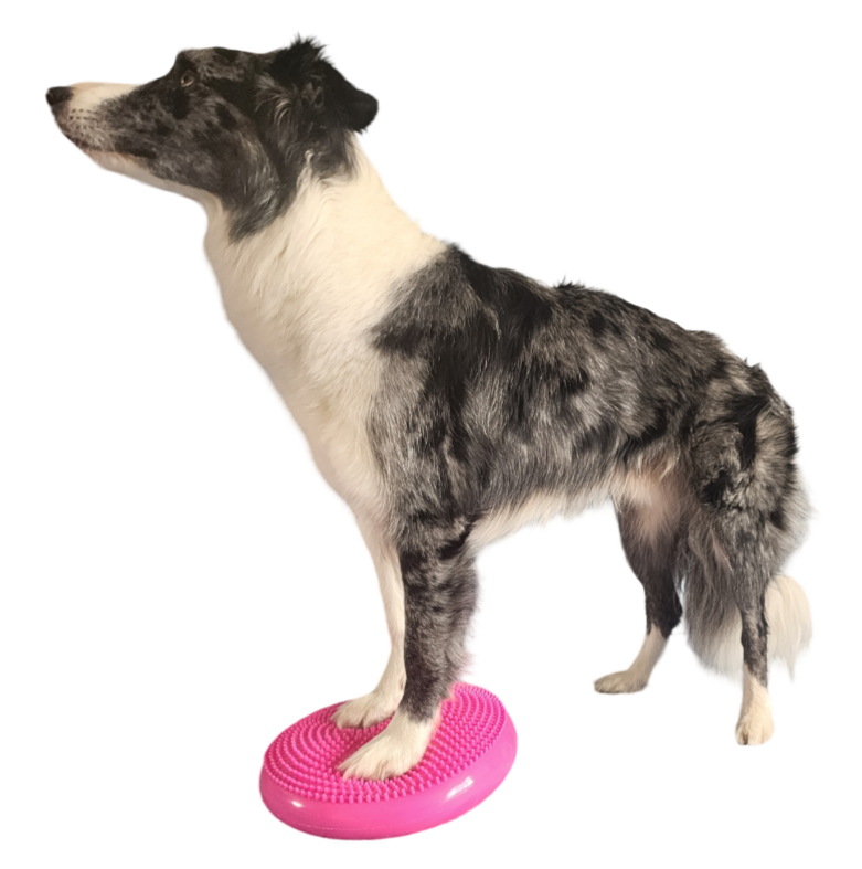 Balance Disks — EmBark Balance