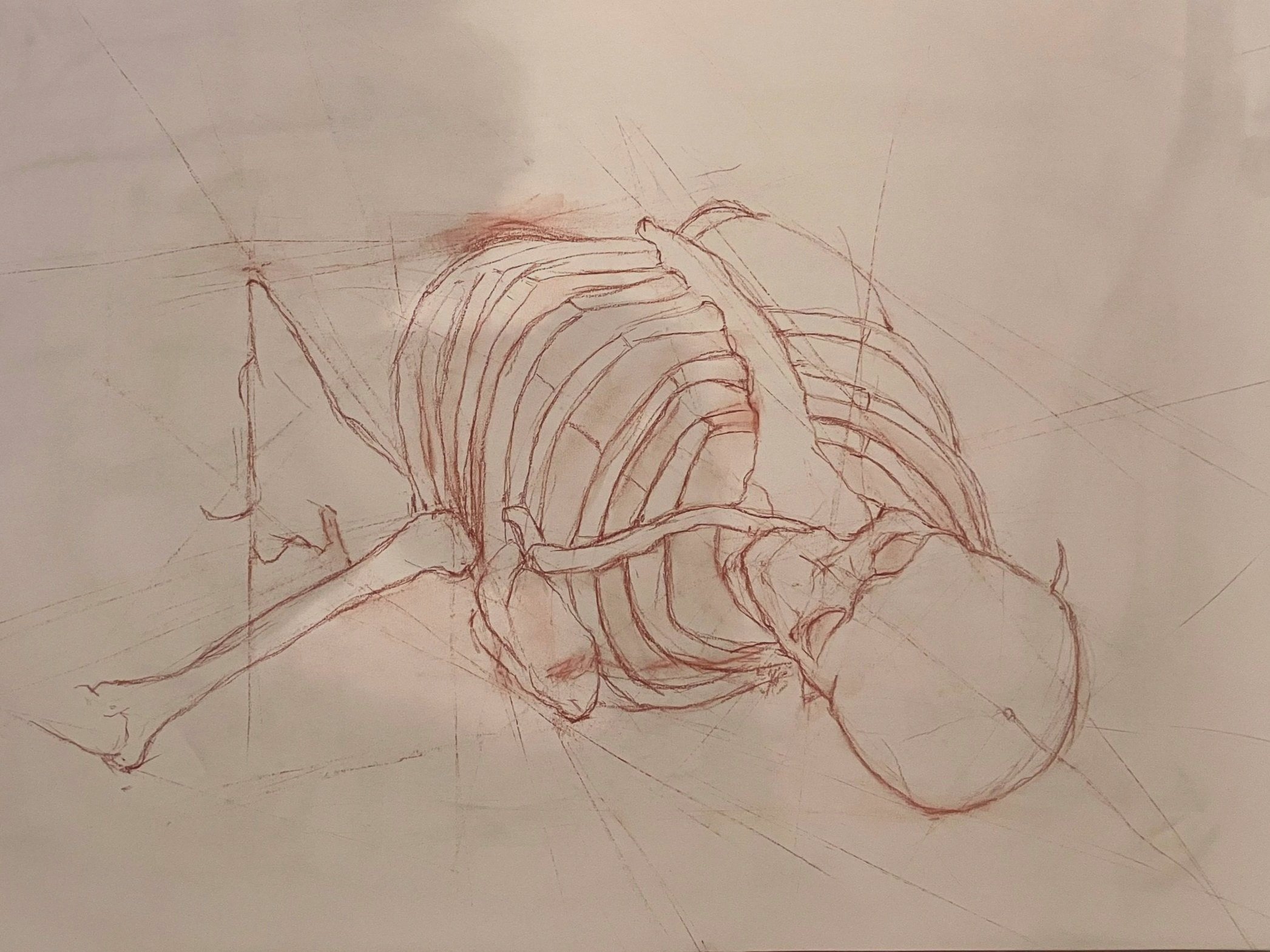 "skeleton study" conte on paper (18x24 in)