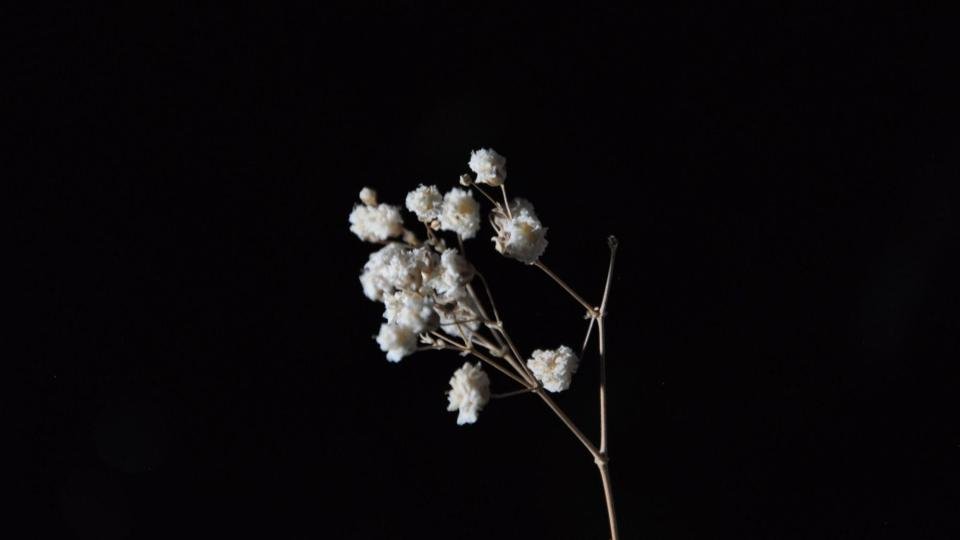 "baby's breath" photography