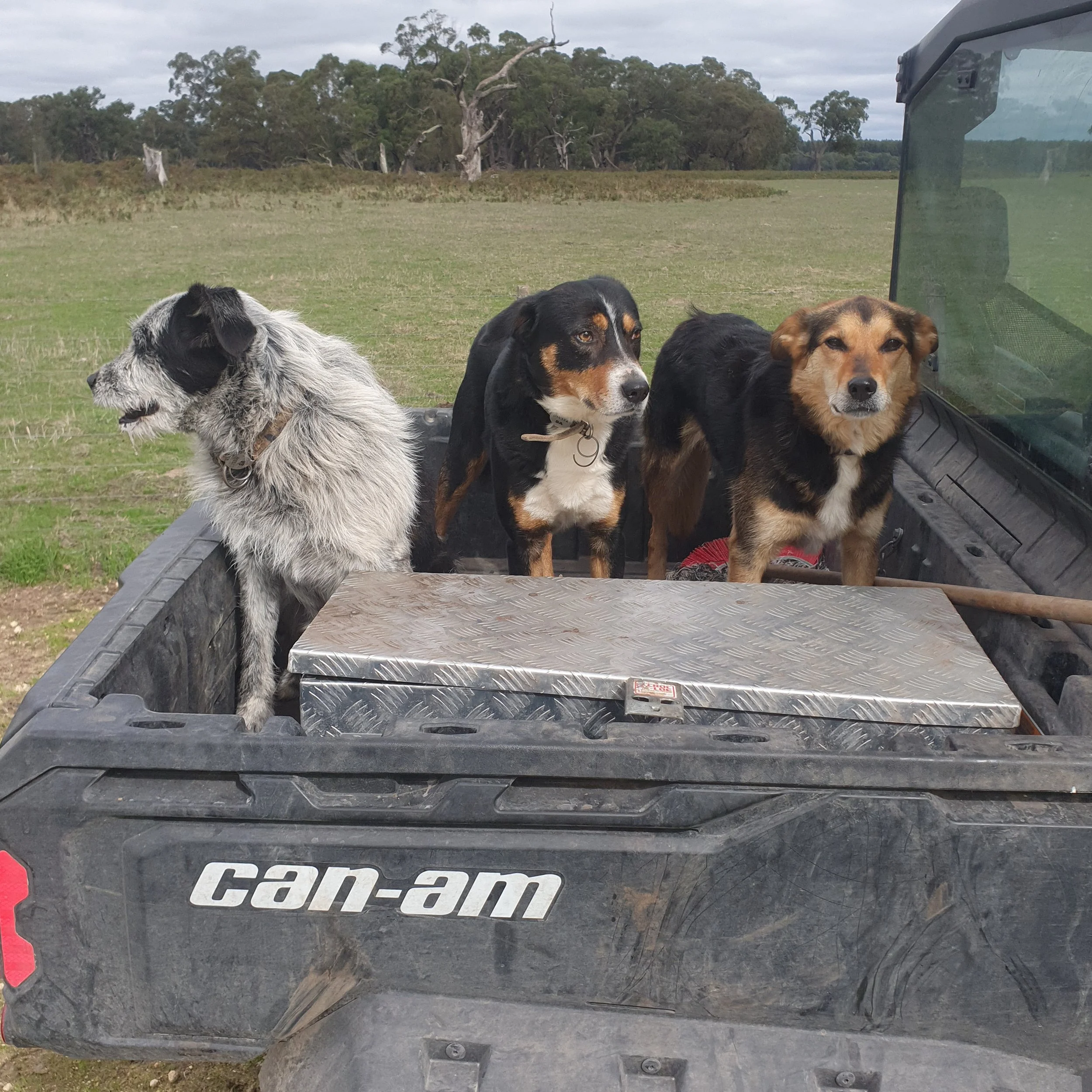 Farm Dogs.jpeg