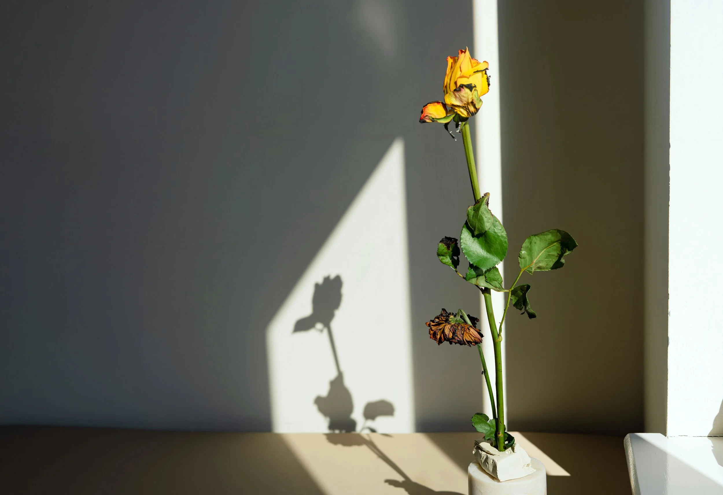 When Stress Activates Vulnerability: Epigenetics, Sensitivity Genes, and How to Create Your Own Garden