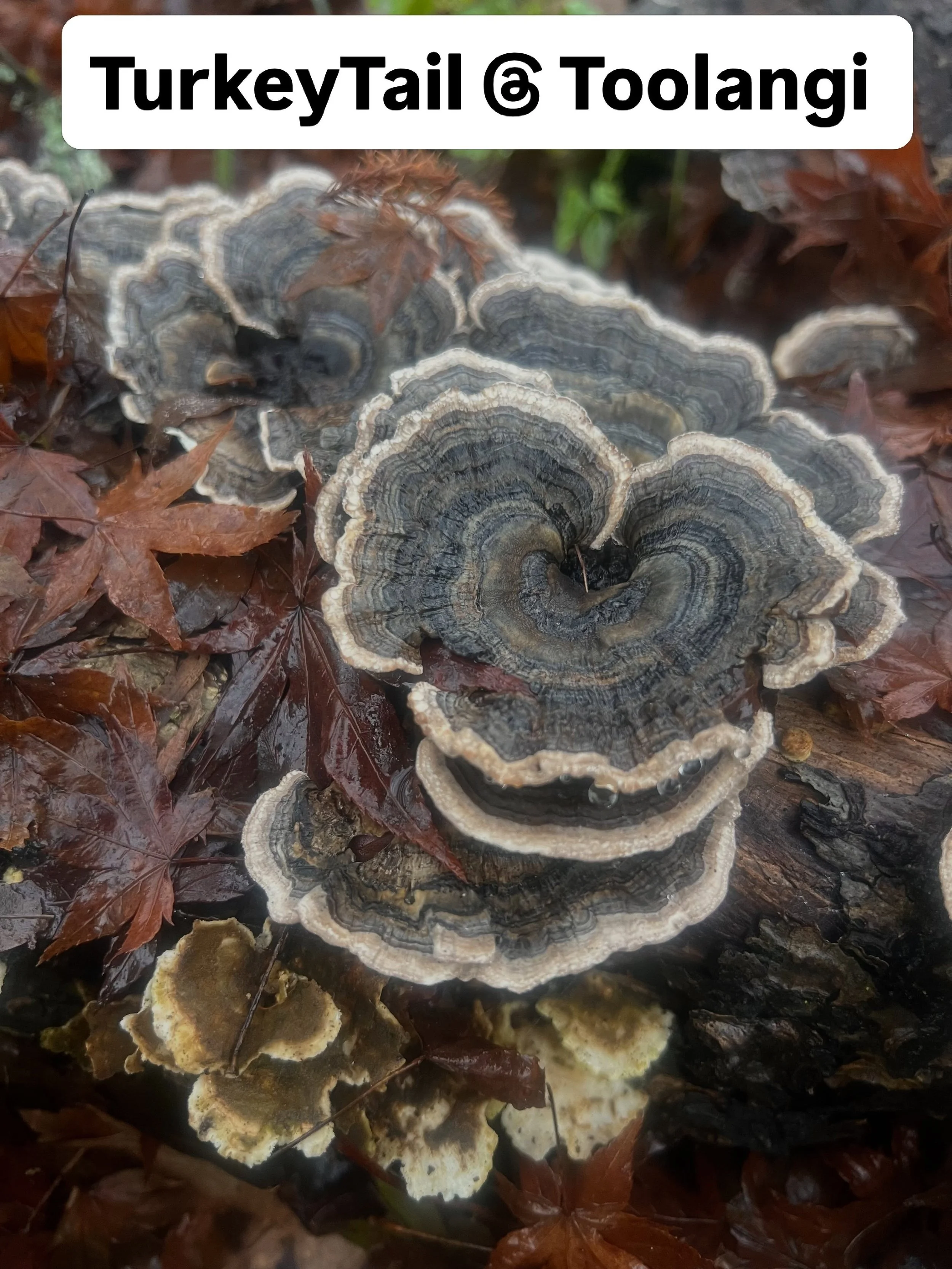 Another beautiful medicinal growing at the farm. Turkey tail: a lovely reminder to support your immunity