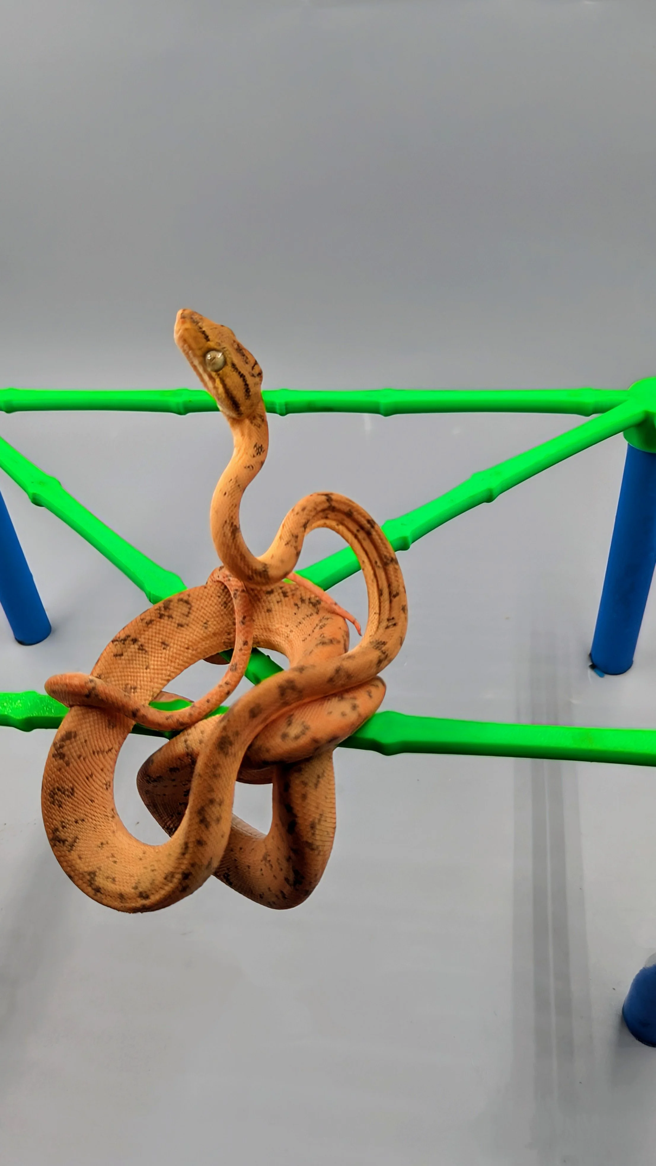 USCBB Amazon Tree Boa