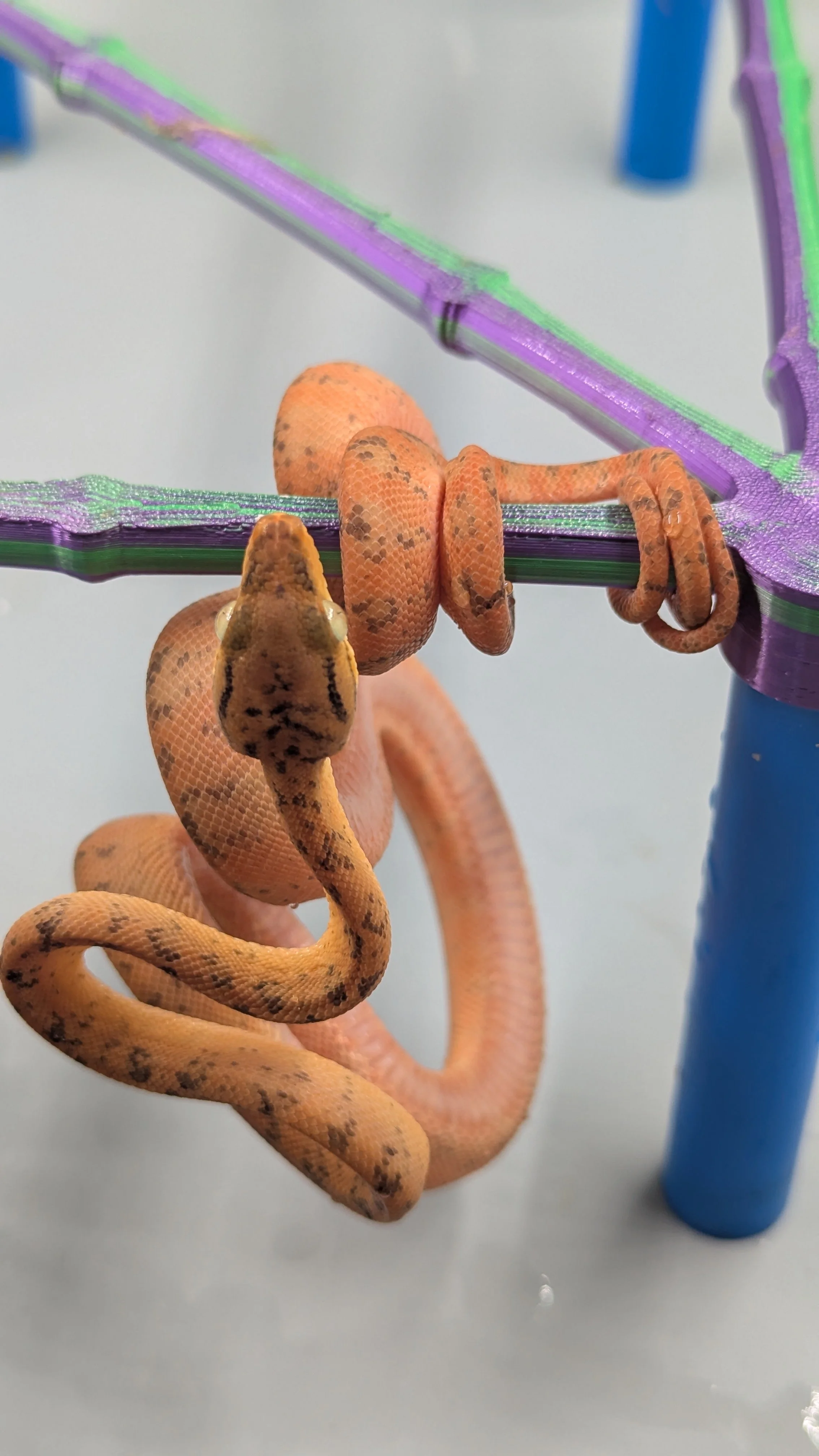USCBB Amazon Tree Boa