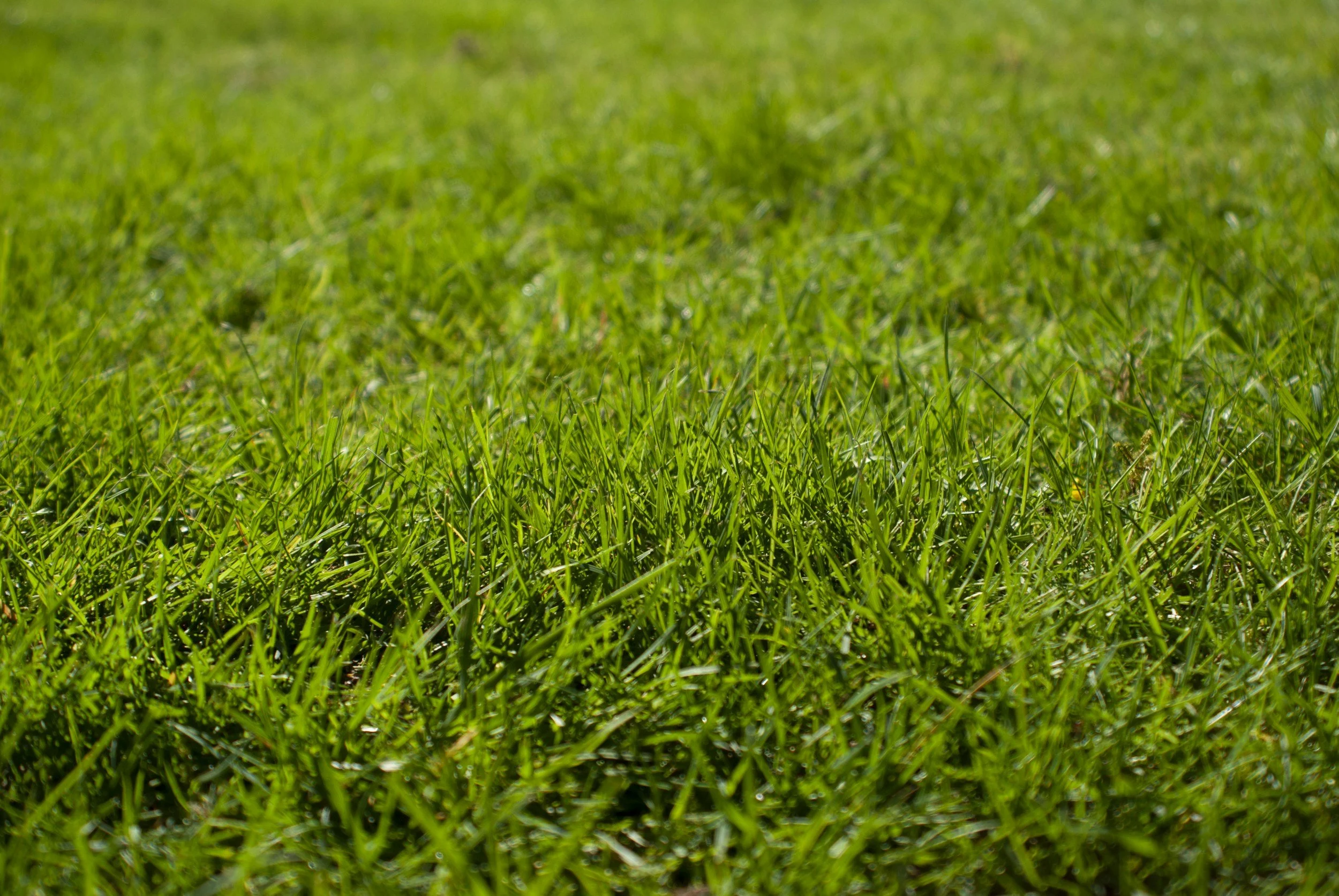 Close-up of green grass on a lawn with vibrant, healthy blades.