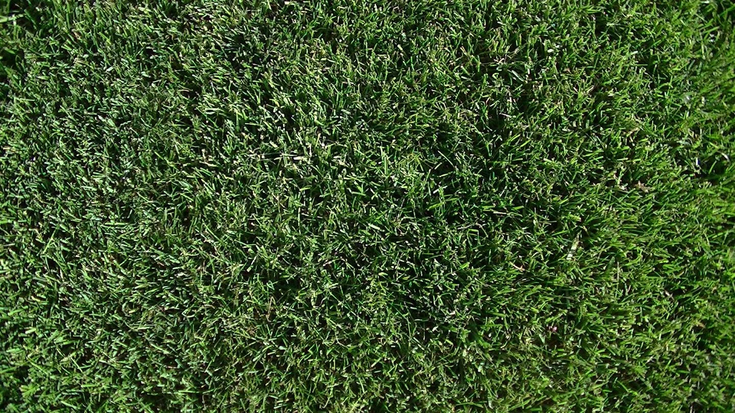Close-up of well-manicured green grass lawn