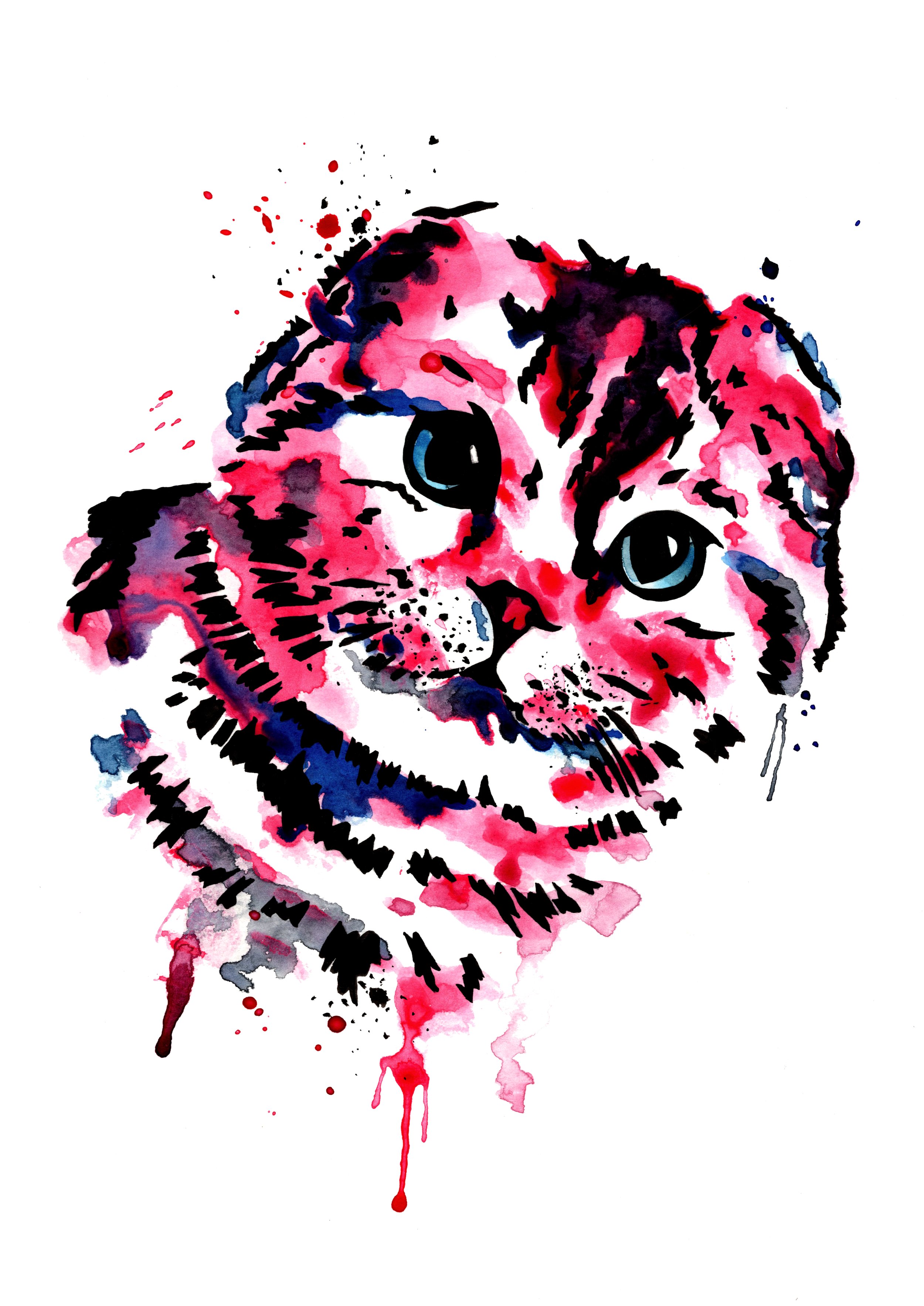 scottishfold.jpg