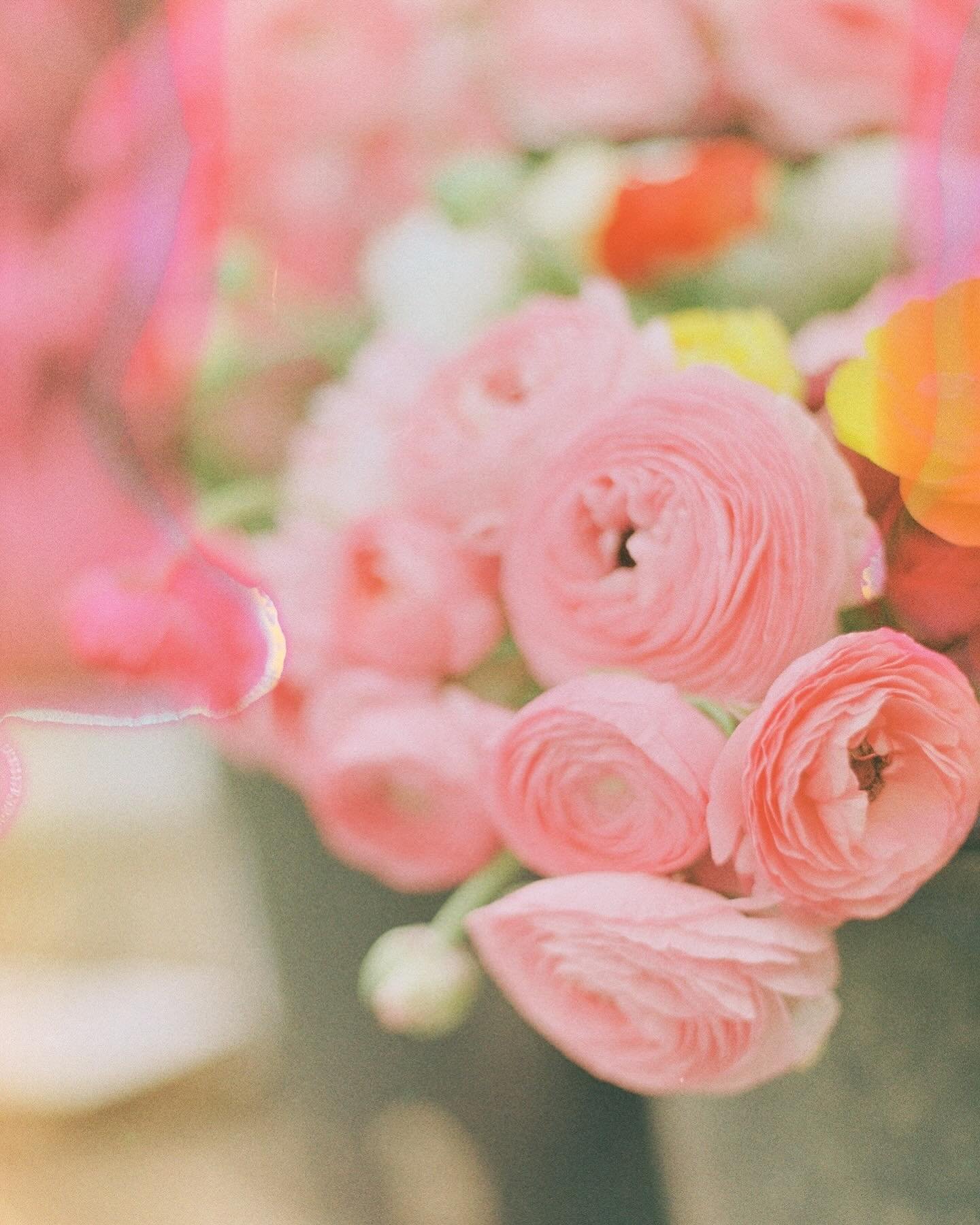 The most beautiful set of farmers market ranunculus. If I could manage to keep a bouquet of these on my table all year round, I don&rsquo;t think I would ever be sad 🥹

Also this roll of film soup is giving me happy 👏🏻 vibes, mostly because it alw