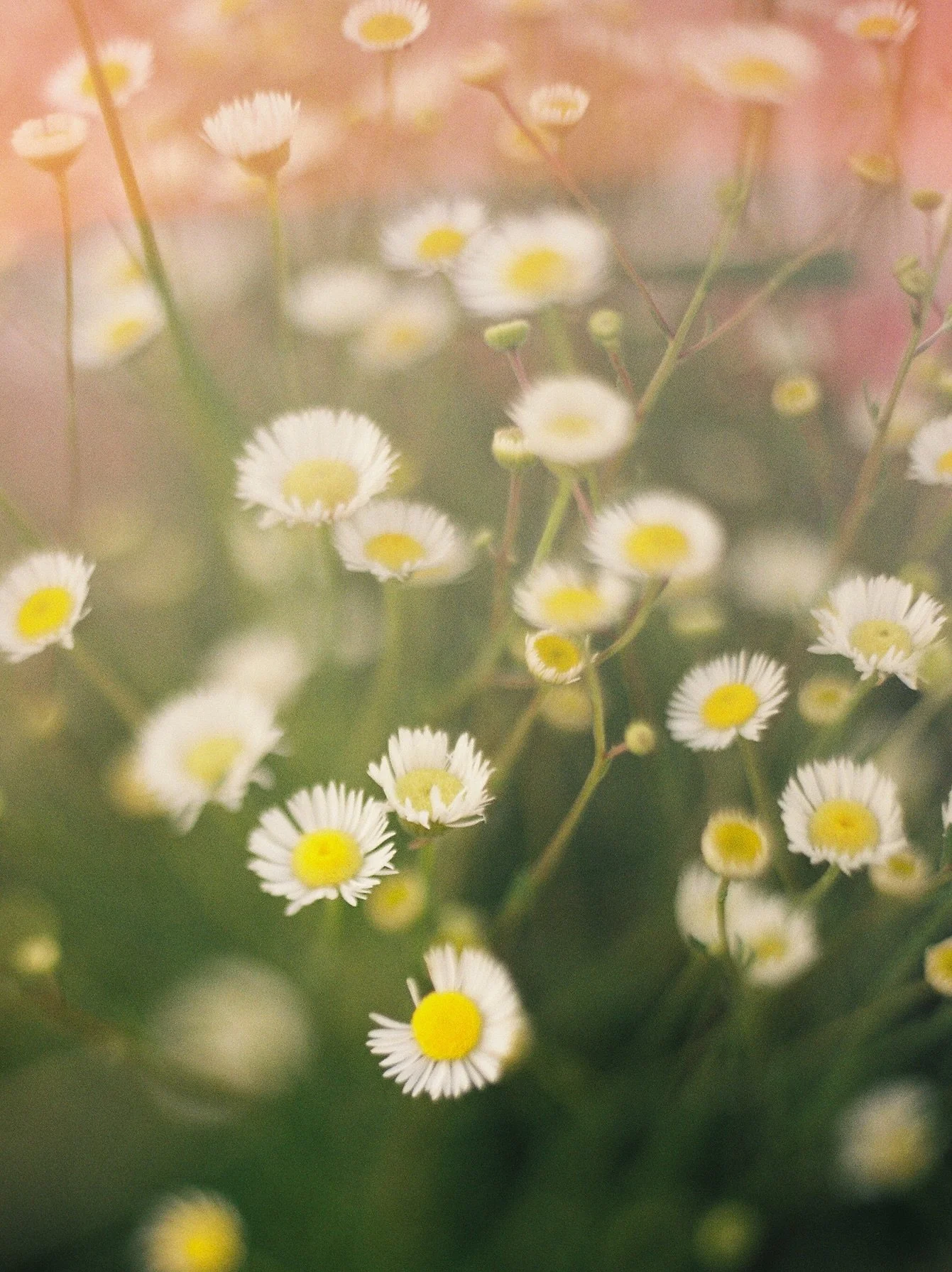 August is my favorite month: lazy mornings sleeping in, the anticipation of a new school year, cool mornings and a hot sun afternoon, the grass and trees in the early transition from deep green to almost golden, zinnias and wildflowers galore, last m