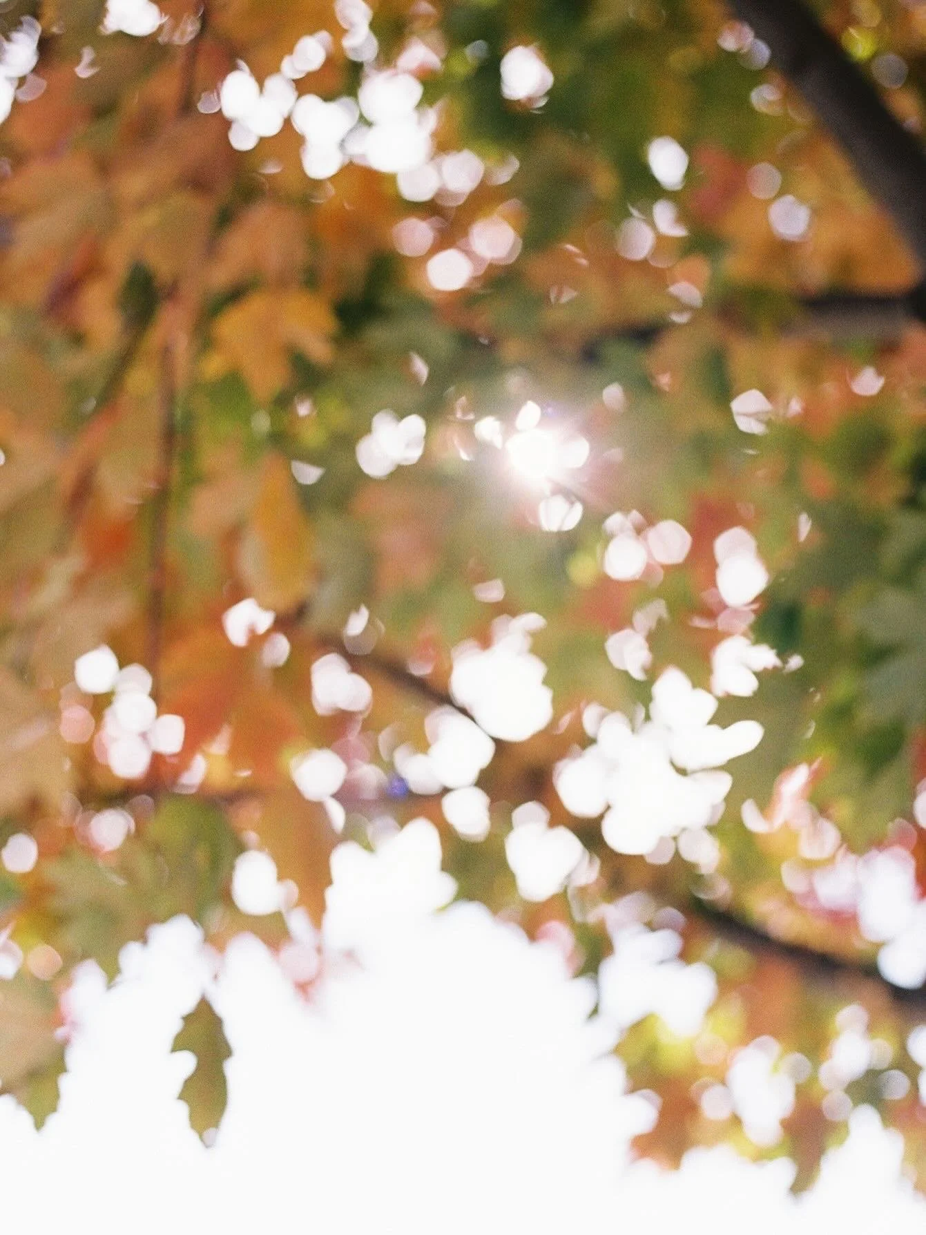 Maple trees mapling π
ποΈ Kodak Ultramax 35mm film