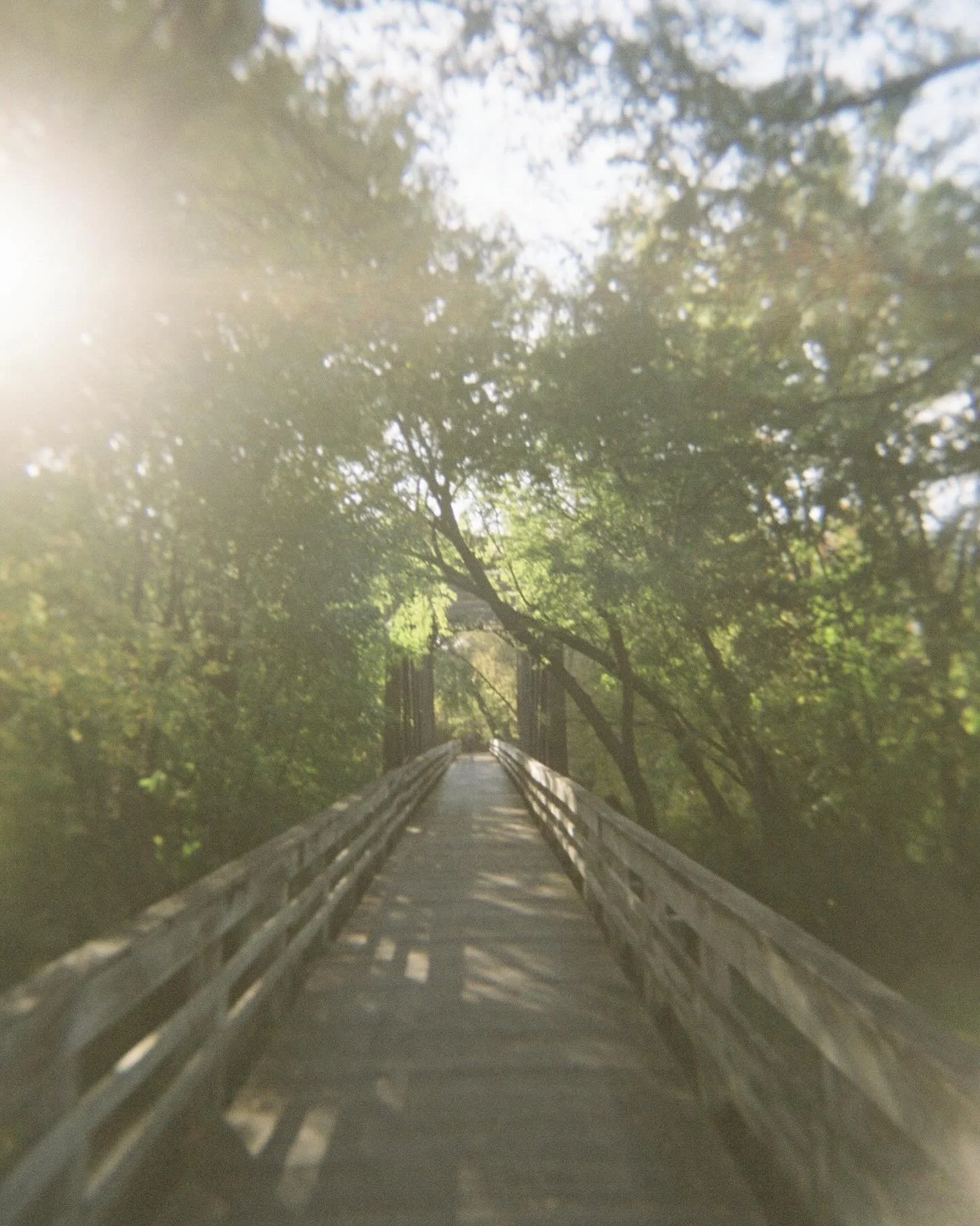 Holga week snaps 📸

🎞️ Fuji 400h 120 film