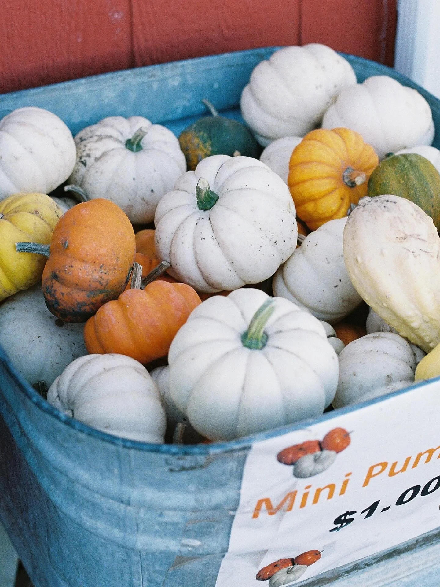 Fall time in the Midwest is a real vibe #iykyk 

🎞️ Kodak Gold 35mm film