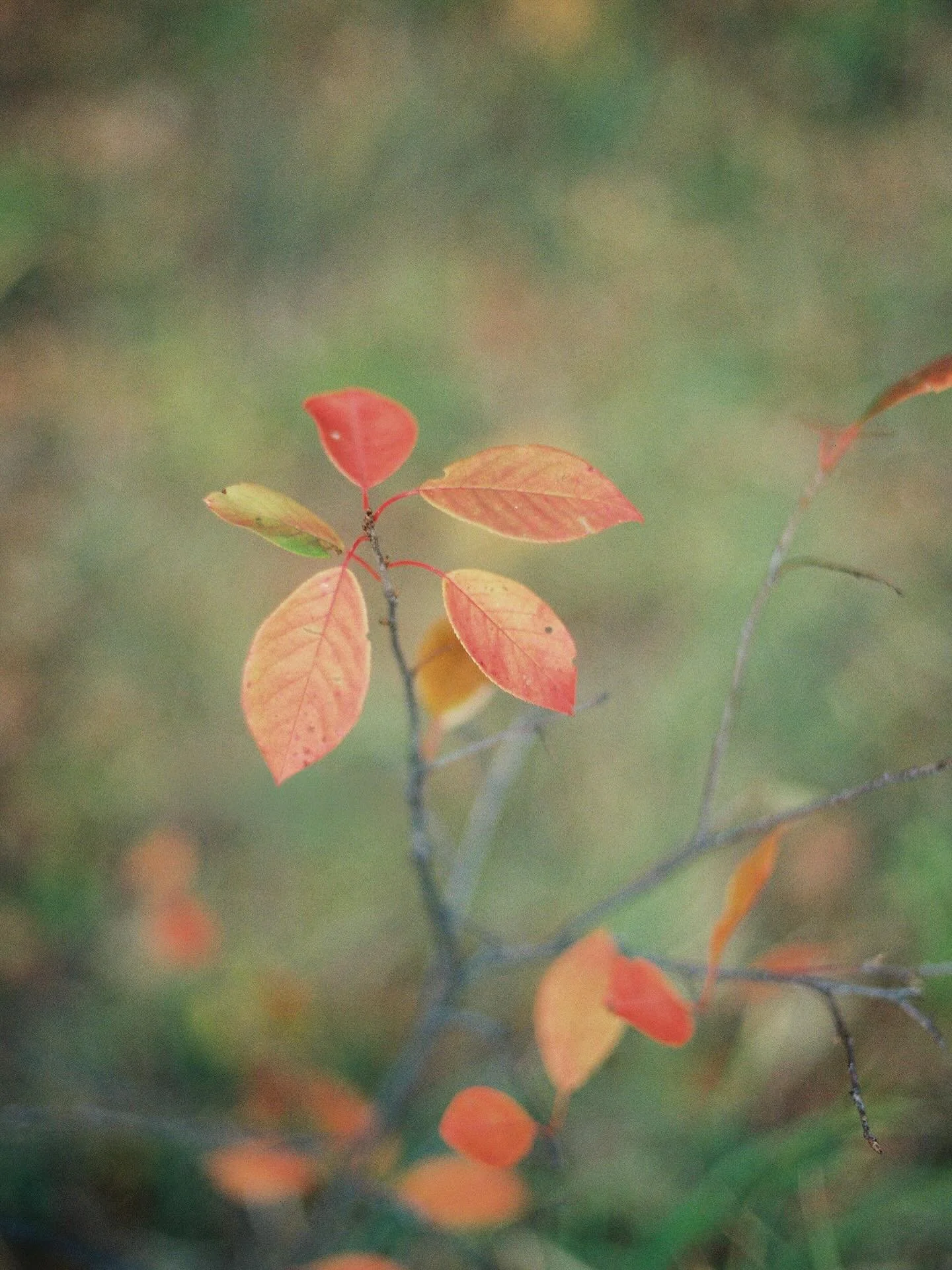 To light leak or not to light leak, that is the question&hellip; which one is your favorite? 

On another unrelated note - we saw Sierra Ferrell live in Omaha with Mumford and Sons and when I now say I&rsquo;m obsessed&hellip; 

Happy Friday 🧡

🎞️ 