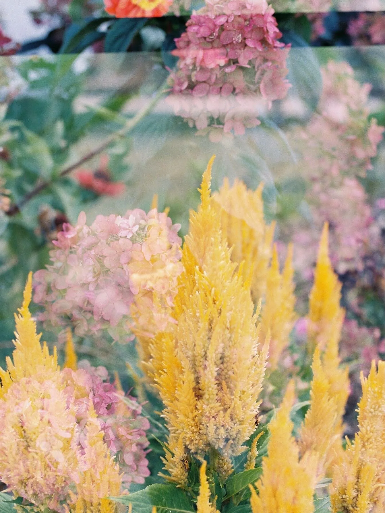 Fall florals + blind double exposures🌻

🎞️ Kodak Portra 400 35mm film@
