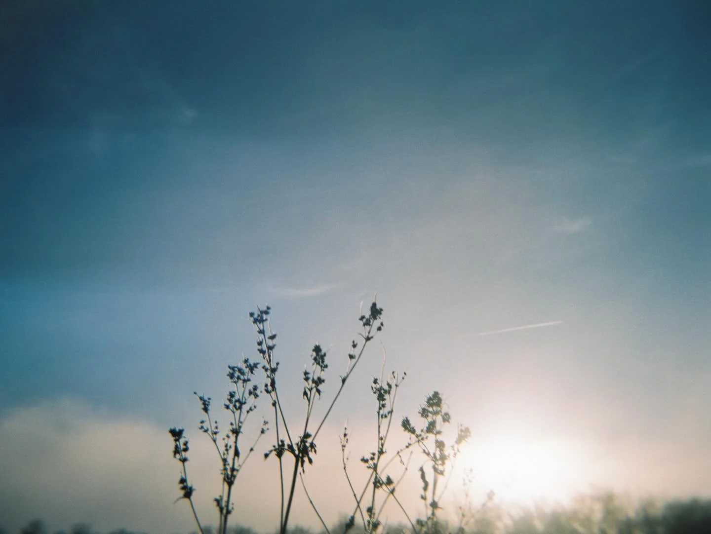 Holga + foggy fall mornings 🤍 she captures everything in such a dream state, so they&rsquo;re clearly a match made in heaven.

🎞️ Kodak Portra 400 120 
#portra400 #120film #kodak #holga #holga120 #filmphotography