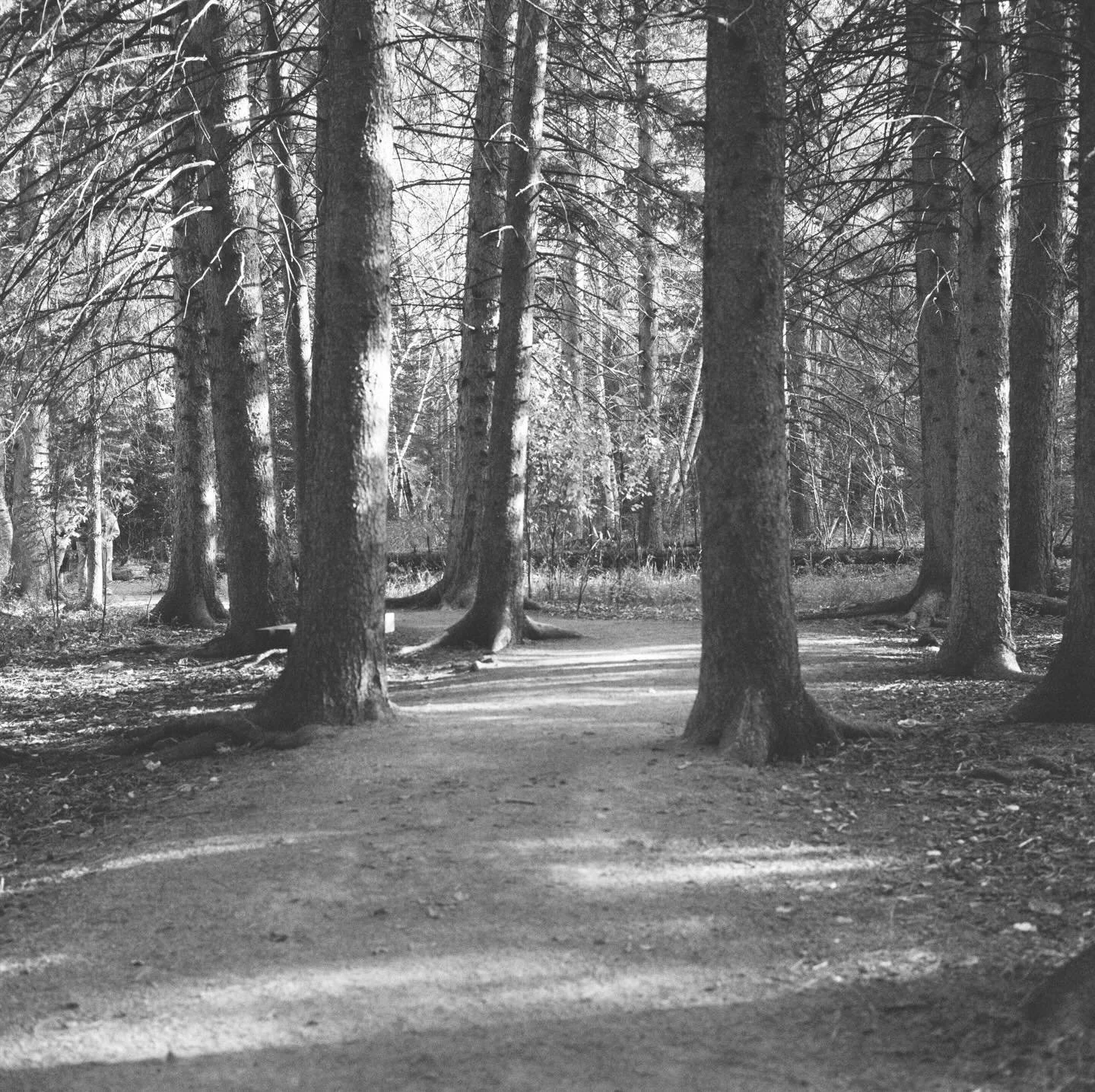 Mirkwood Forrest vibes ✨jk, it&rsquo;s only Spearfish Canyon. And me attempting my first roll of @ilfordphoto Delta 3200.

🎞️ Delta 3200 120mm film
#filmphotography #delta3200 #ilford #lotr