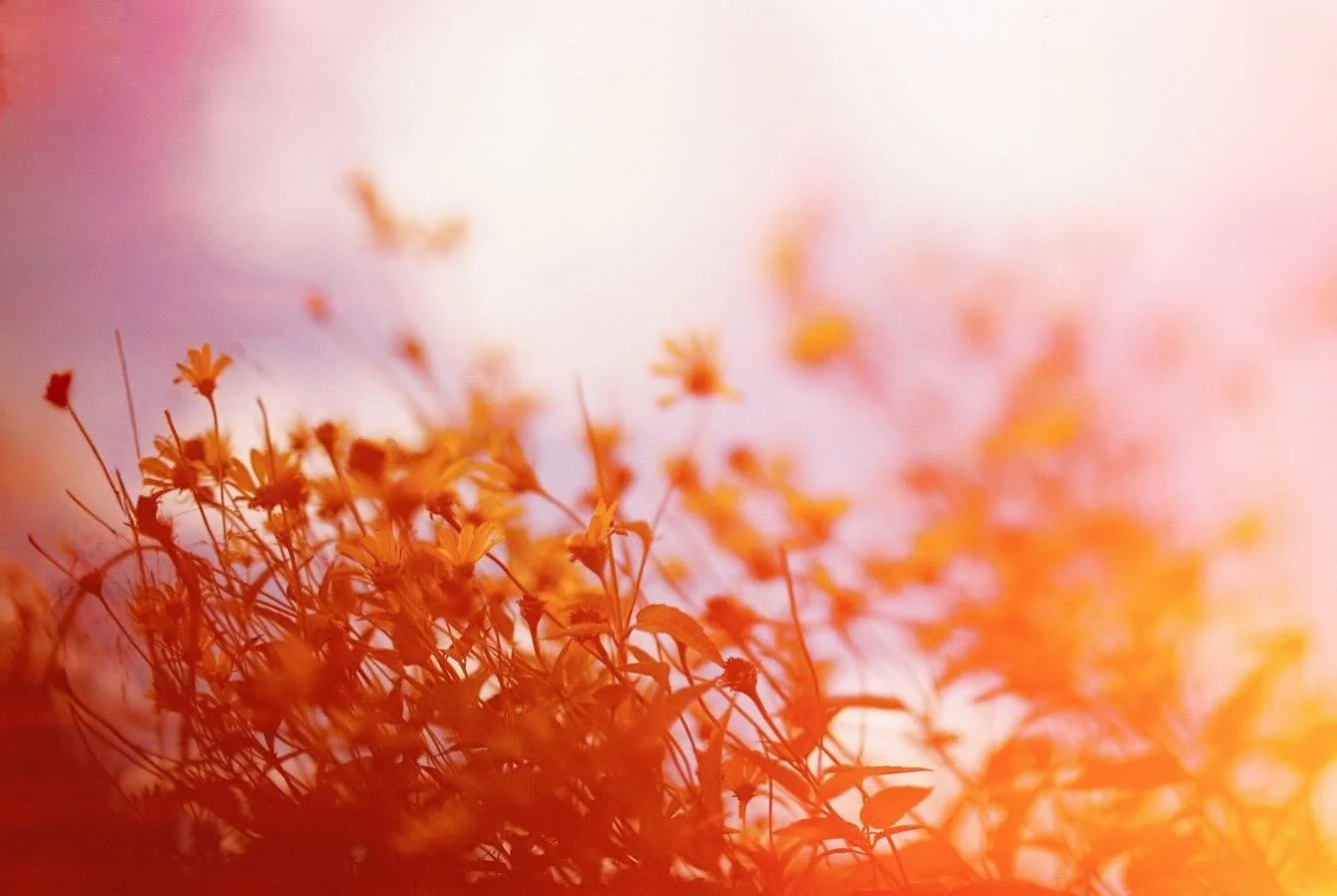 December 1 already - I am having a hard time processing how fast this year has gone by. My family set up their Christmas tree and it felt like de ja vu. 🎄

🎞️ Kodak Portra 400 35mm film 
#filmphotography #35mmfilm #kodak #portra400 #lightleaks